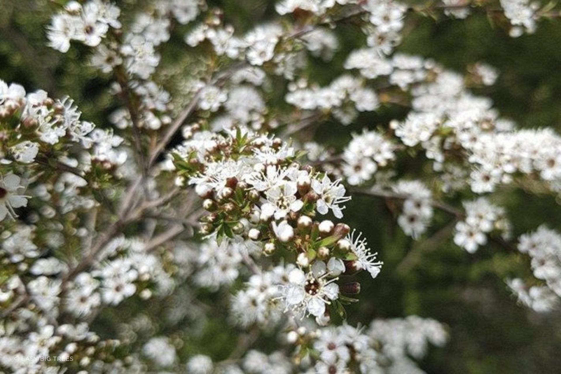 The Kunzea Ericoides Kanuka is a beautiful evergreen with lovely showy-white flowers in the spring.