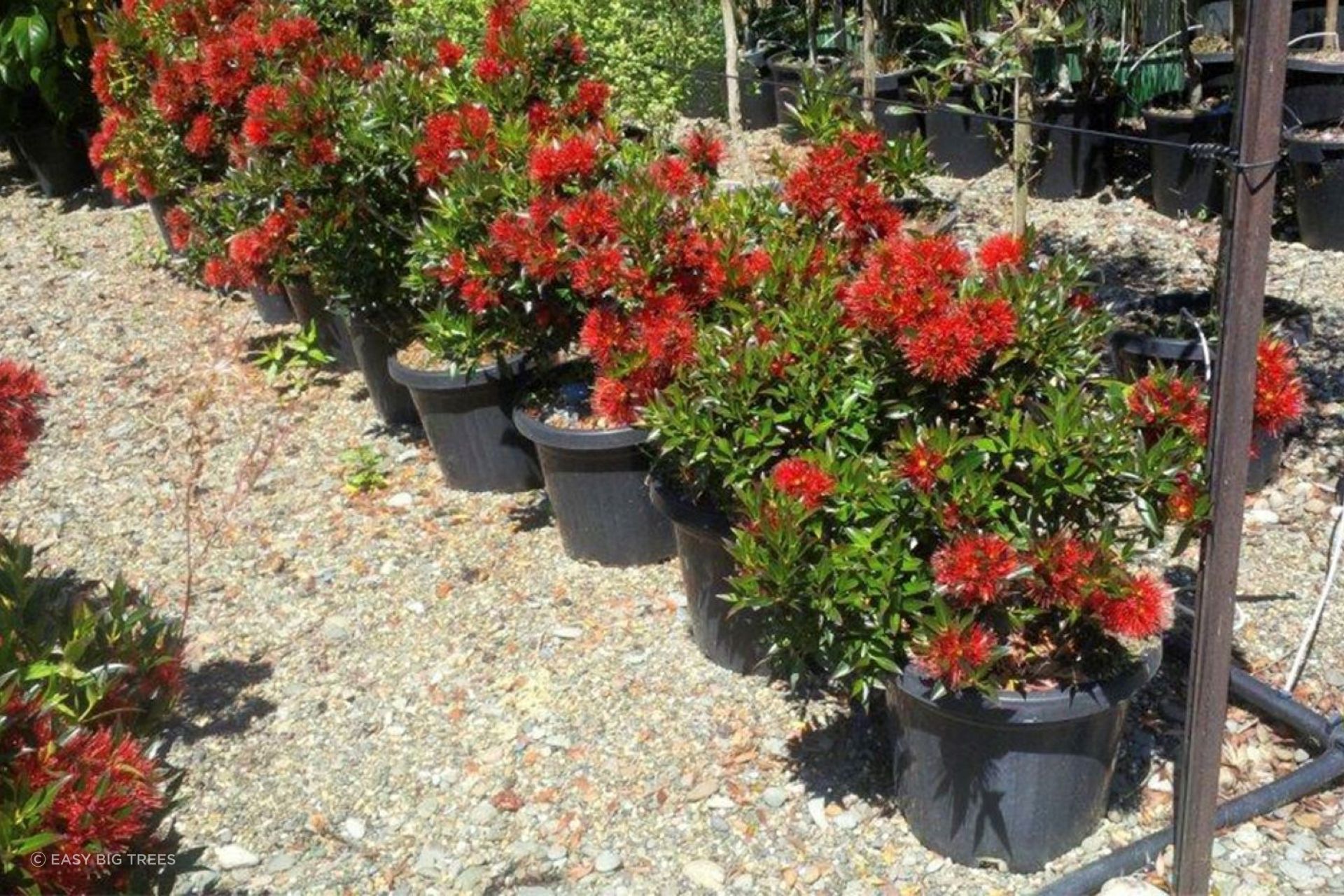 The bright red flowers of the Southern Rātā (Metrosideros umbellata) are the first signs of the Kiwi summer.