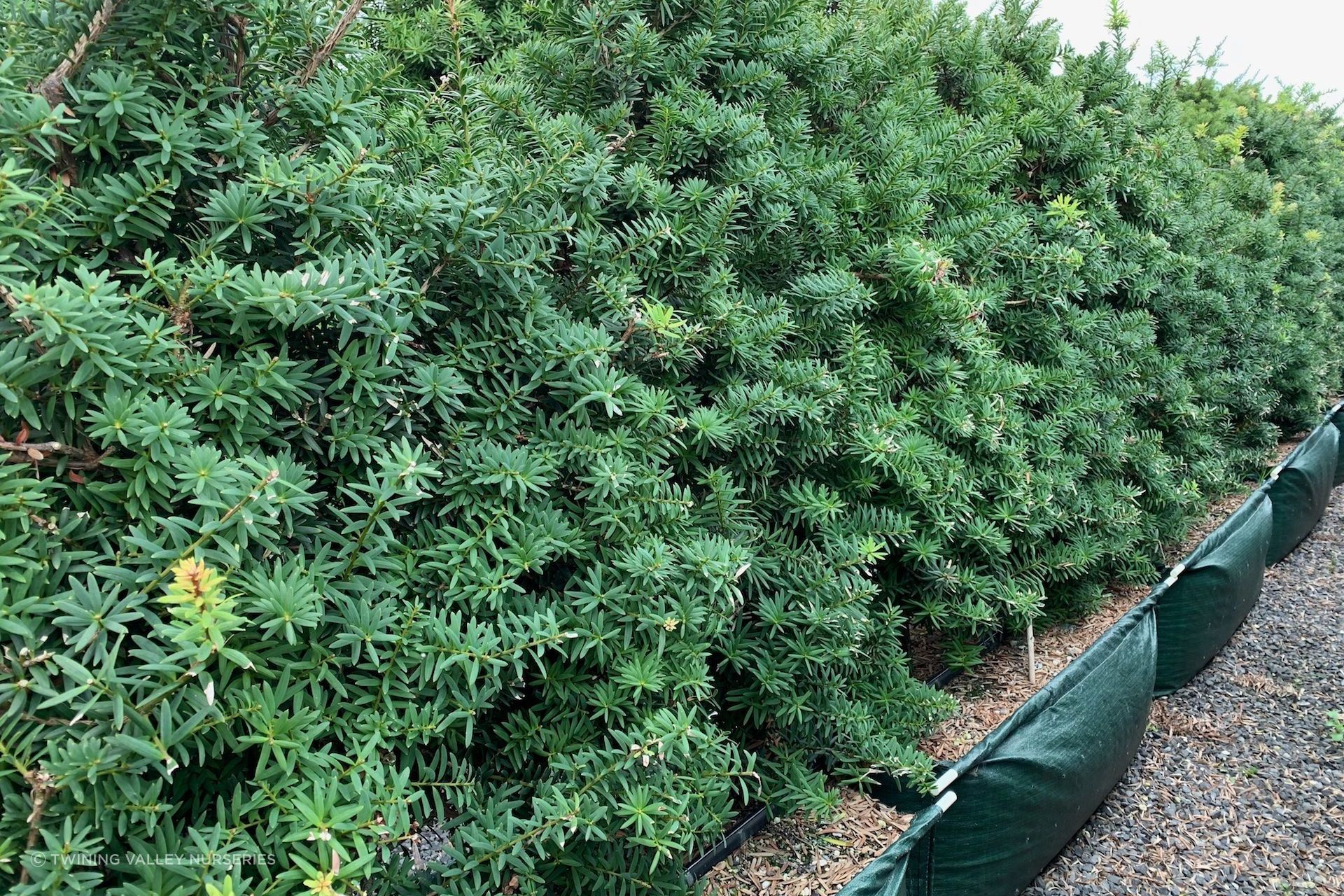 The iconic Podocarpus Totara 'Ardmore Green' makes a fantastic tall-growing hedge to help create the New Zealand look in a garden.