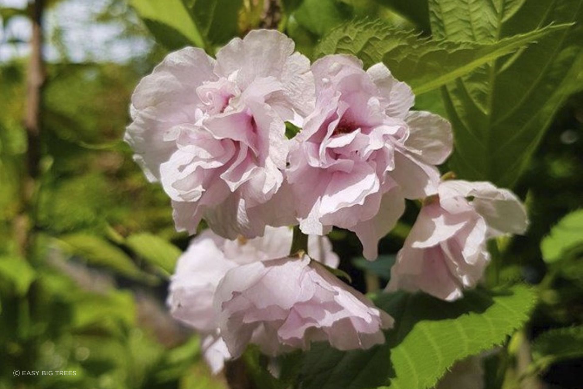 The breathtaking blooms of the Prunus Serrulata 'Amanagowa' Narrow Flowering Cherry Blossom have made it a popular choice in New Zealand.