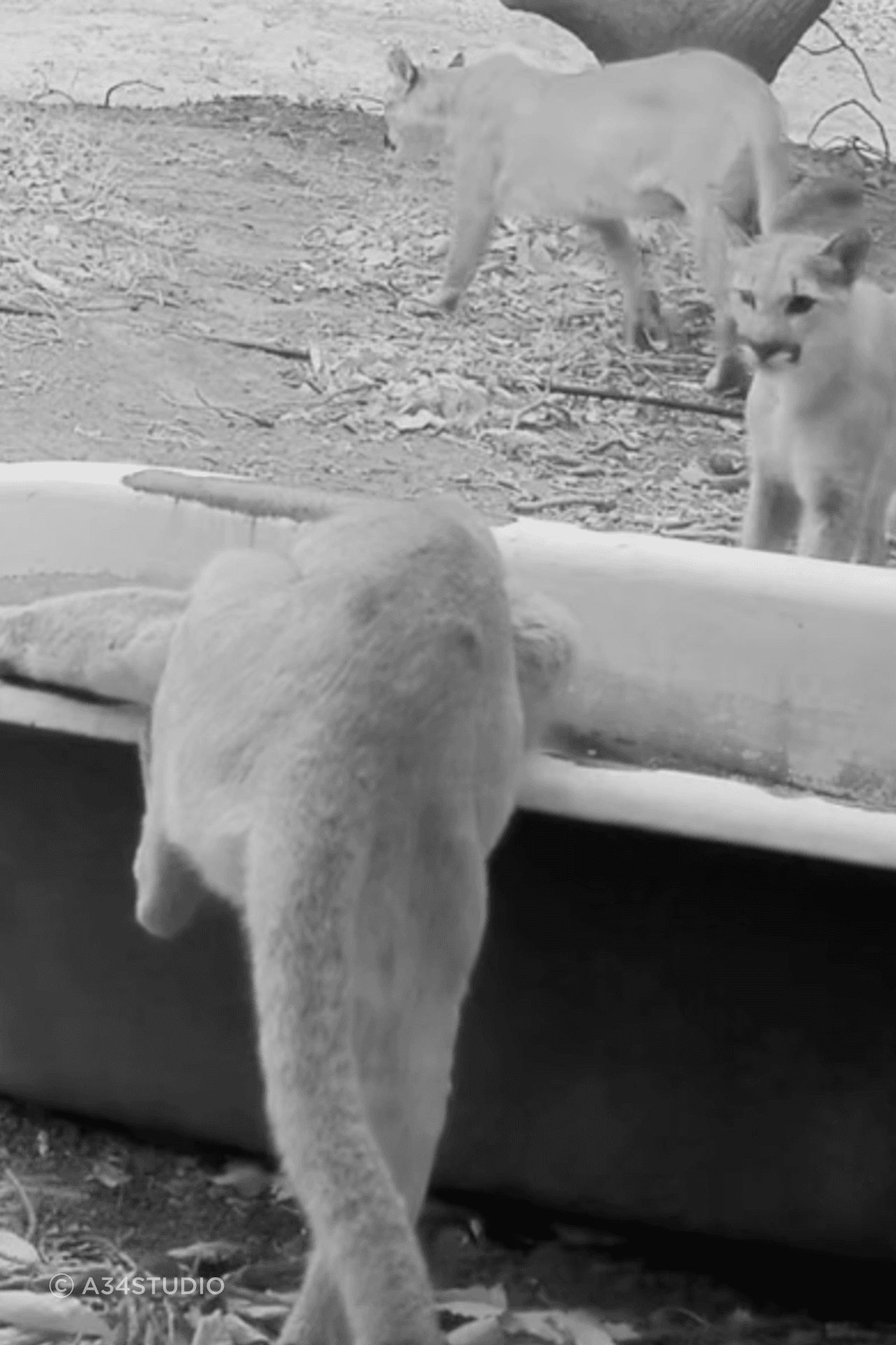 Mountain lion cubs captured on camera at one of a34studio’s rural Californian project sites.