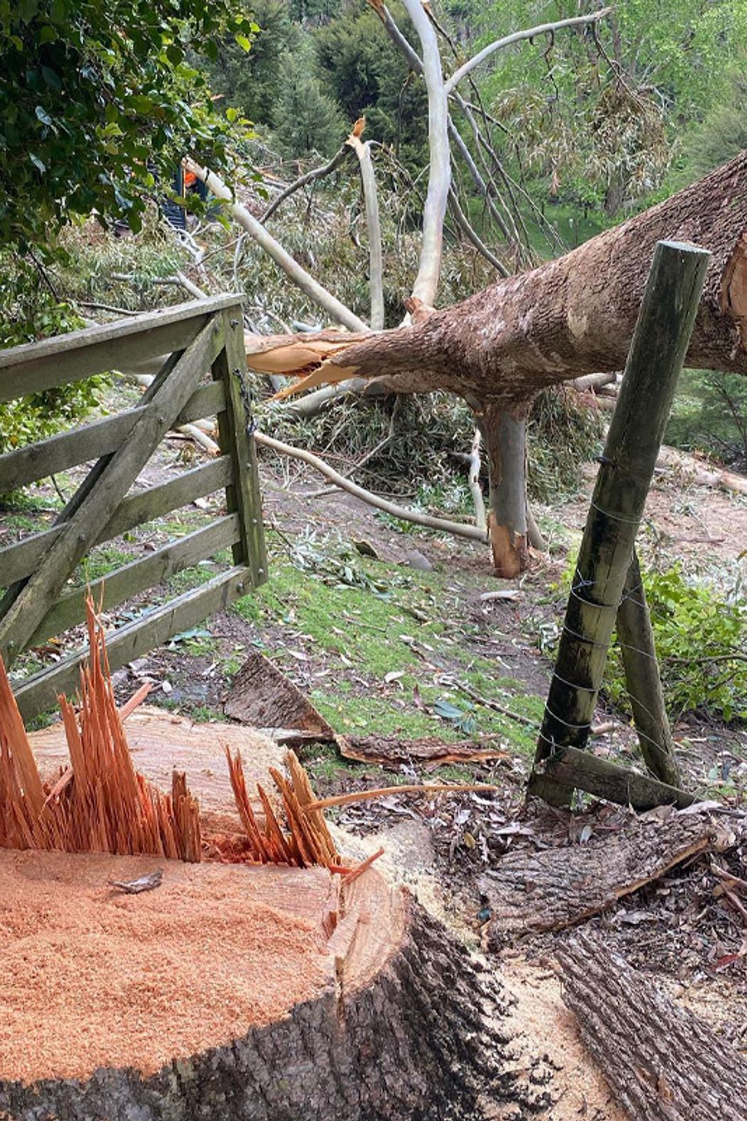 Blog-Fallen-Tree-05-v2.jpg