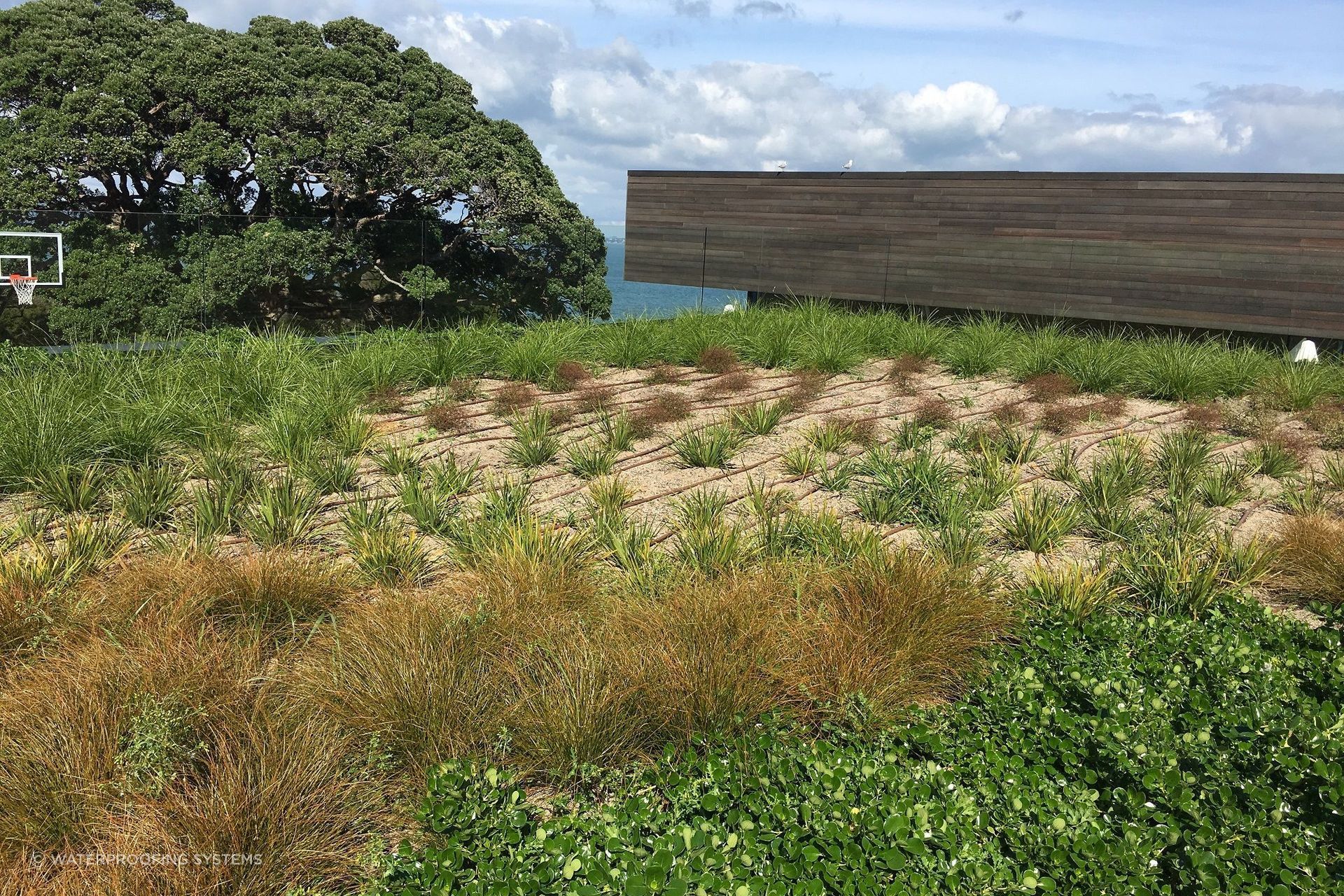 Once the sole domain of commercial projects, green roofs are now becoming more and more popular in the residential market.