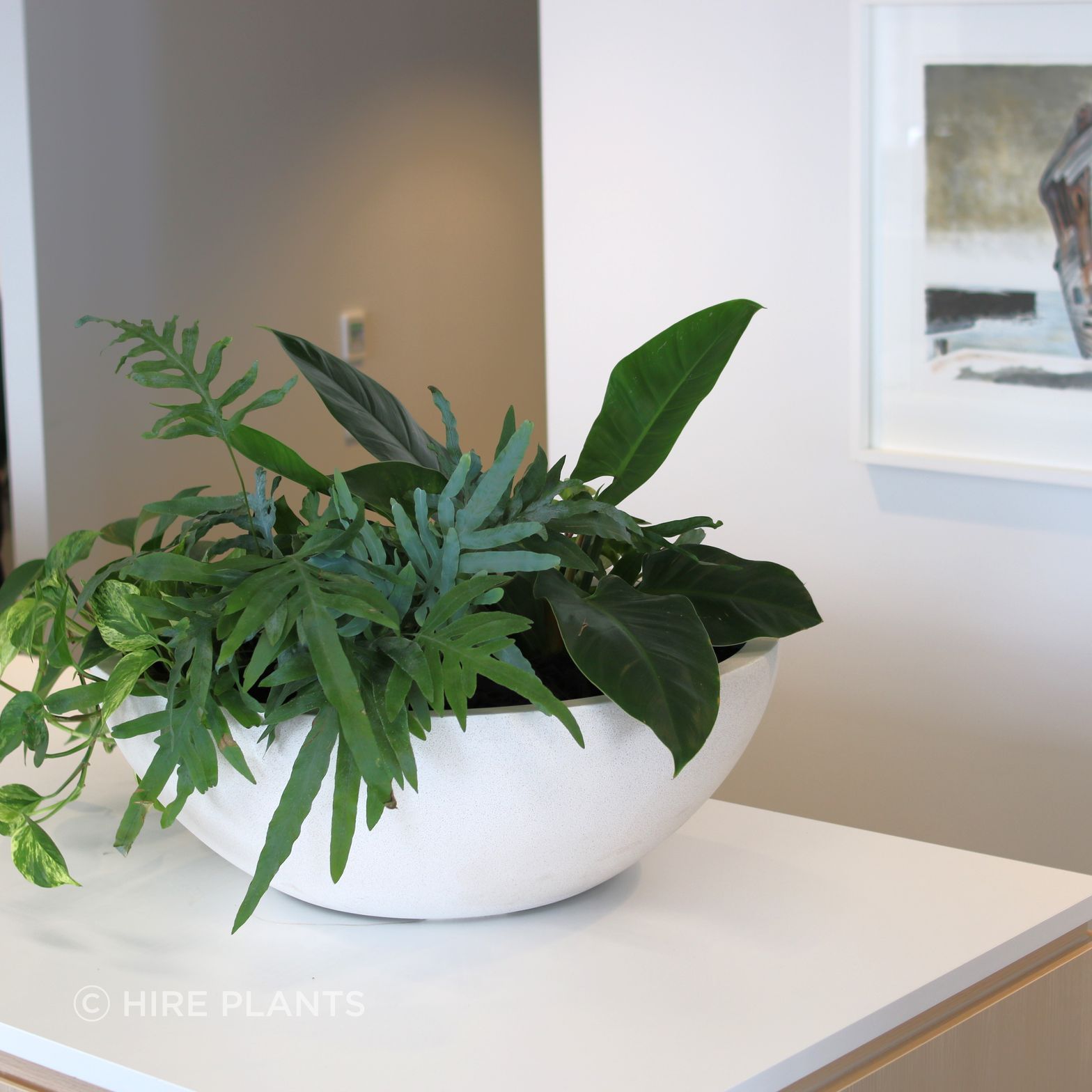 IBW-IGG-ITR-mixed-garden-in-white-bianca-bowl-Bell-Gully-1024-2.JPG