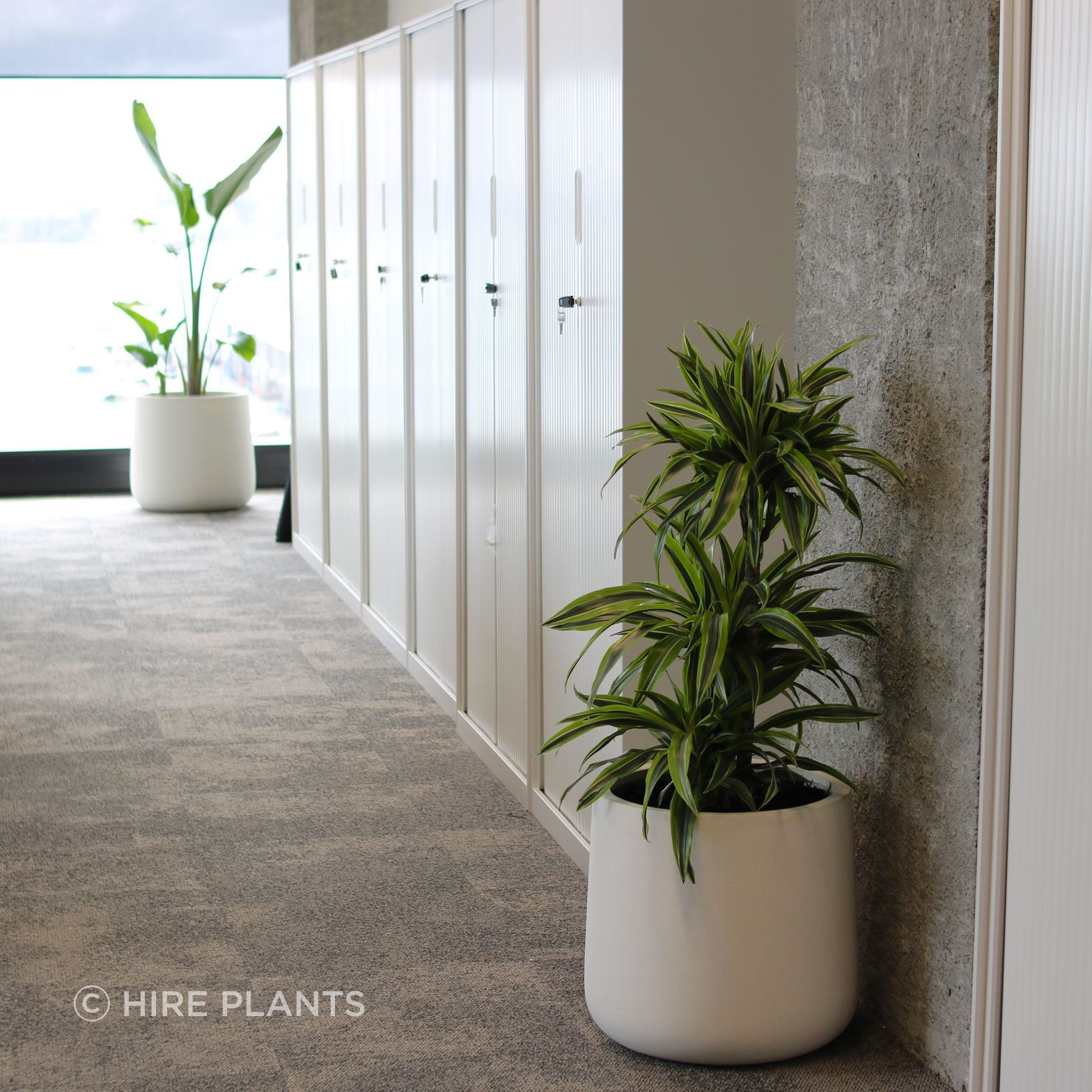IDR-IFP-CBL-Dracaena-Lemon-Lime-Strelitzia-Nicolai-white-bianca-cylinder-Bell-Gully-1024.JPG