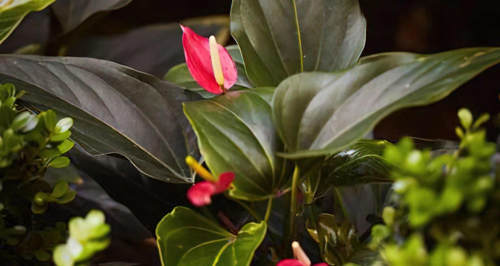 banner