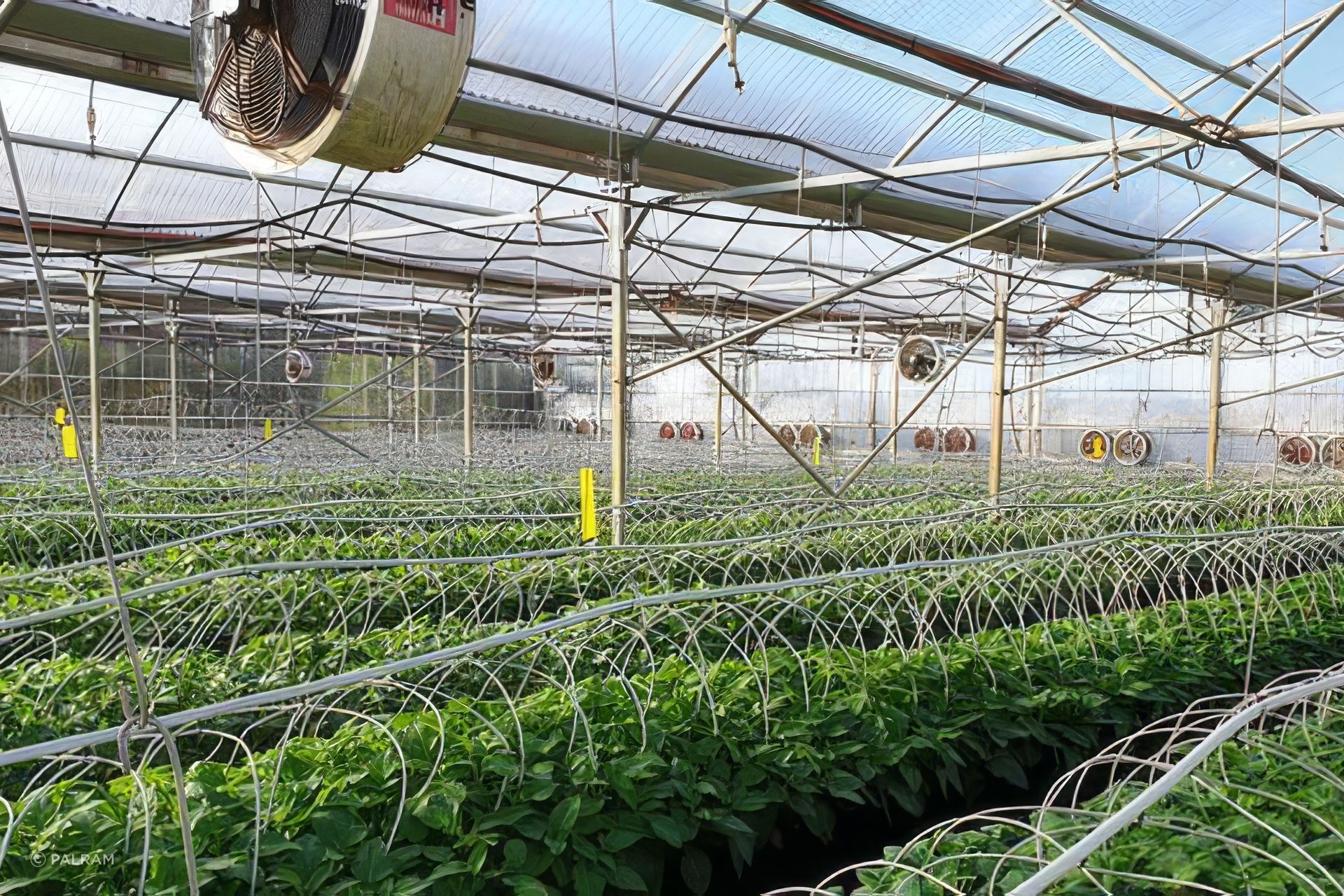 Poly-film covers experienced a reduced level of light penetration, the environment was slower to heat up in early winter, was more susceptible to environmental elements, and needed to be reskinned more frequently.