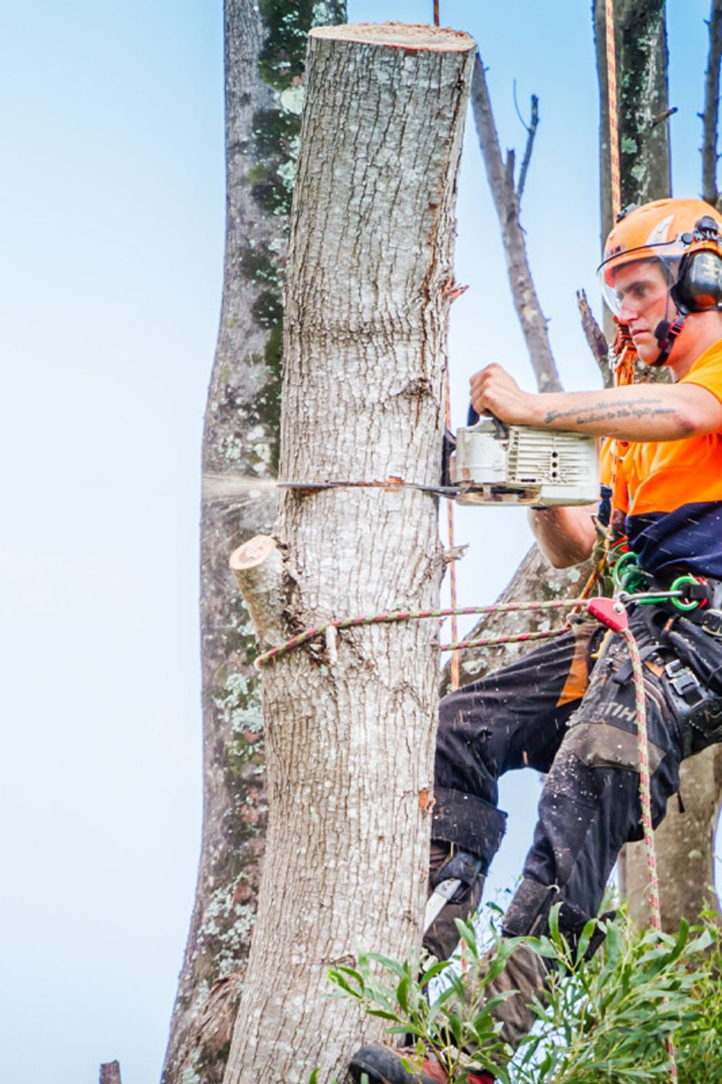Tree-Removal-02-v1.jpg