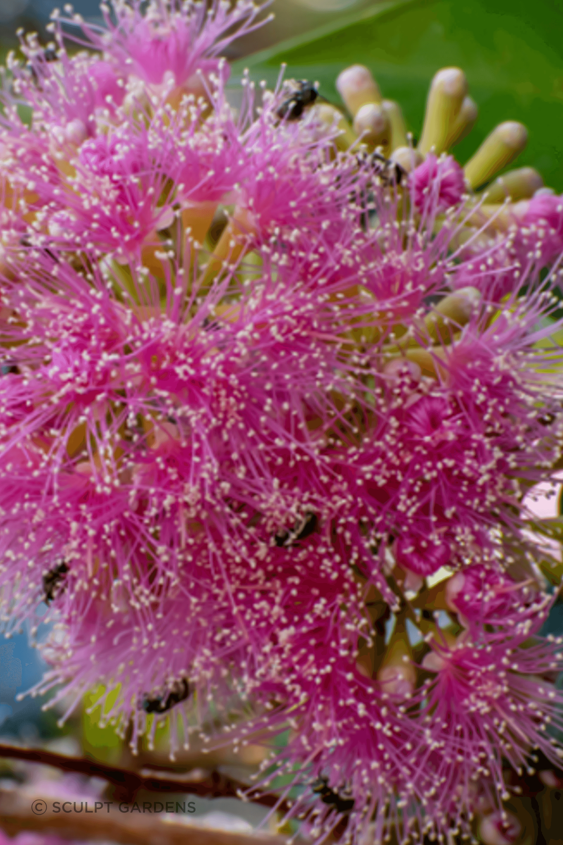 bottlebrush.png