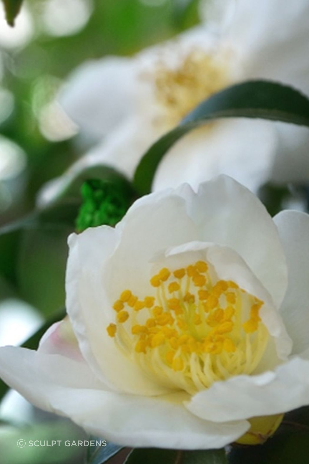 camellia-ap-compressed.jpg