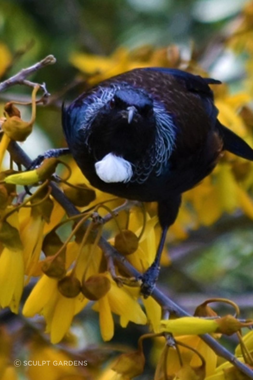 kowhai-1-ap-compressed.jpg