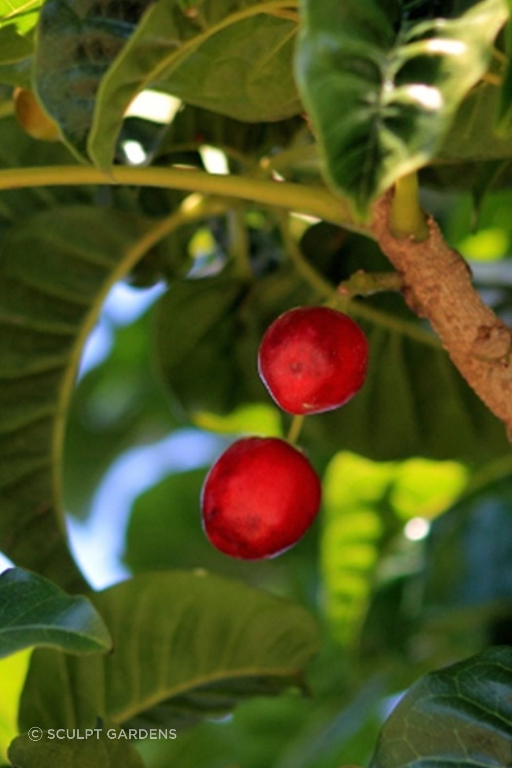 puriri-ap-compressed.jpg