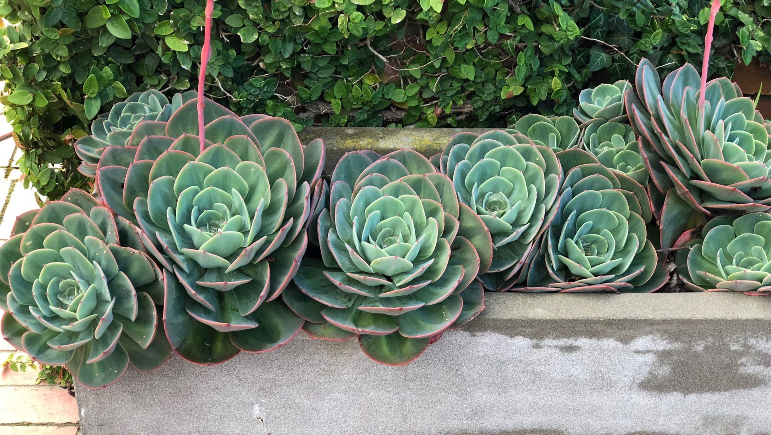 Clive: an enchanted garden