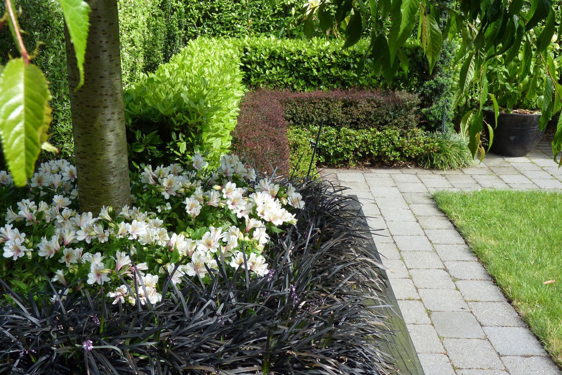 Layered hedges, mondo grass under weeping cherry trees