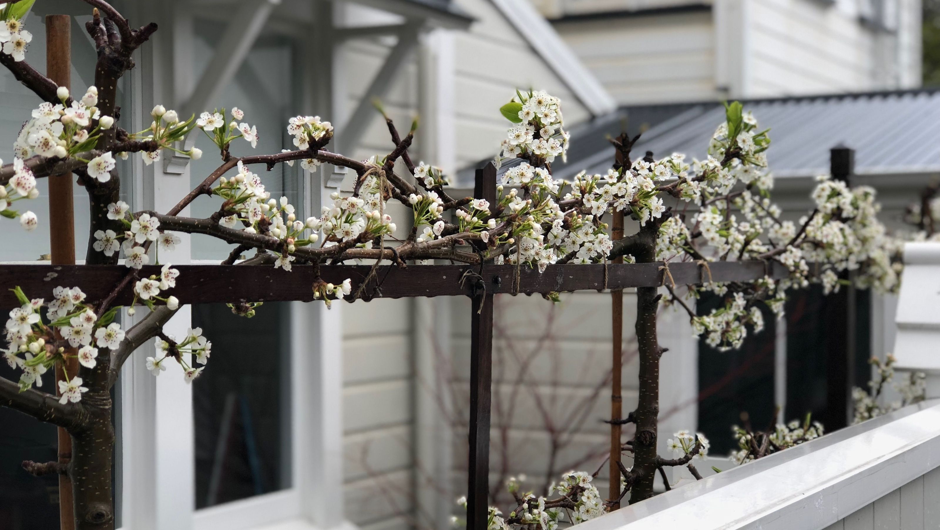 Hobson Architect's Garden