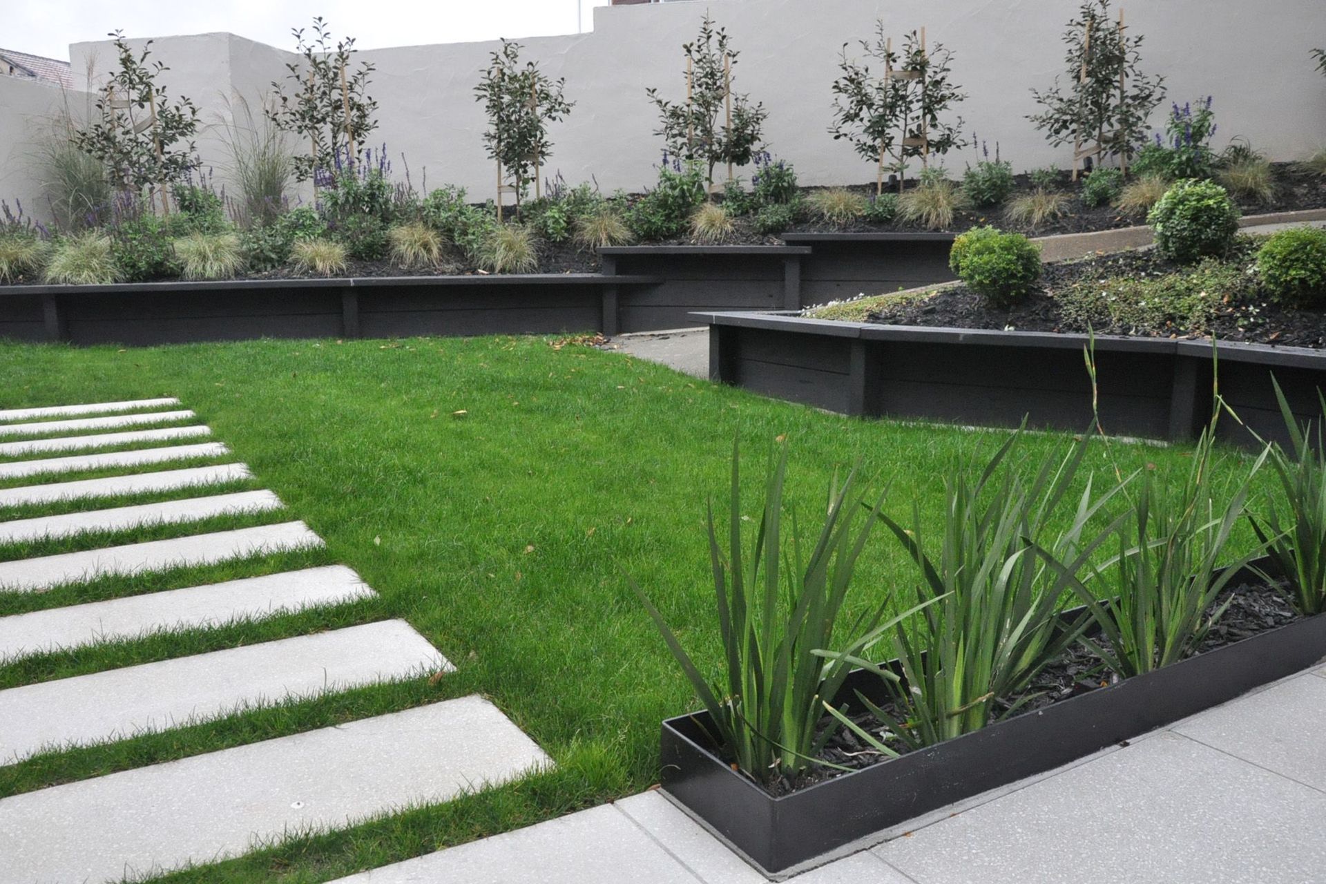 Wide paver steps through lawn and steel planter box containing Dietes grandiflora  