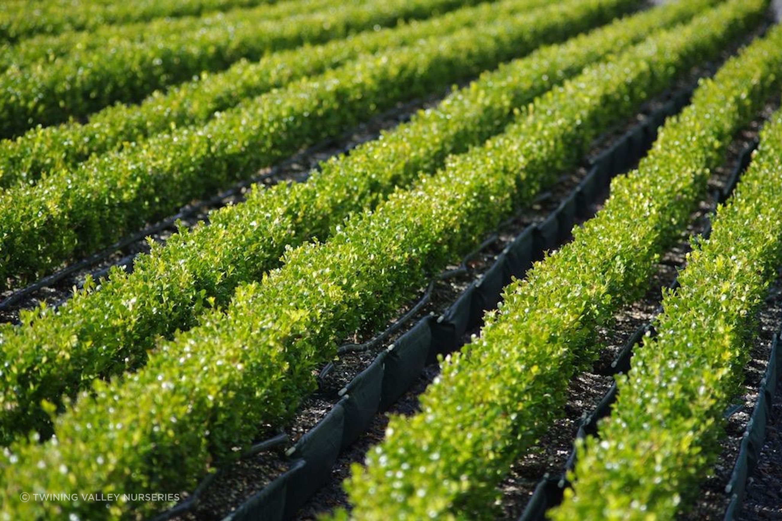 Living Edge™ – low-growing instant hedge range