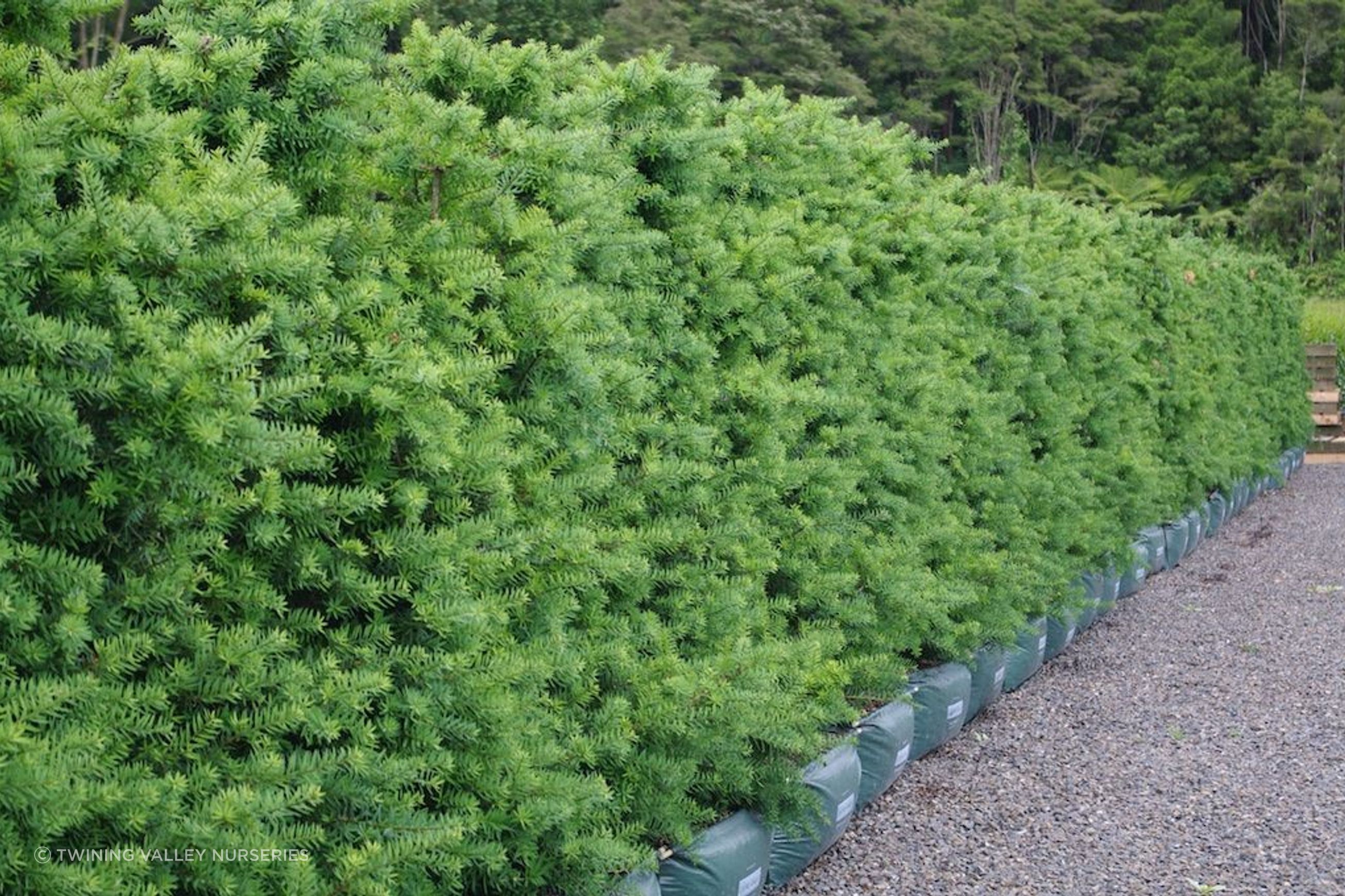 Living Screen™ – tall-growing instant hedge range