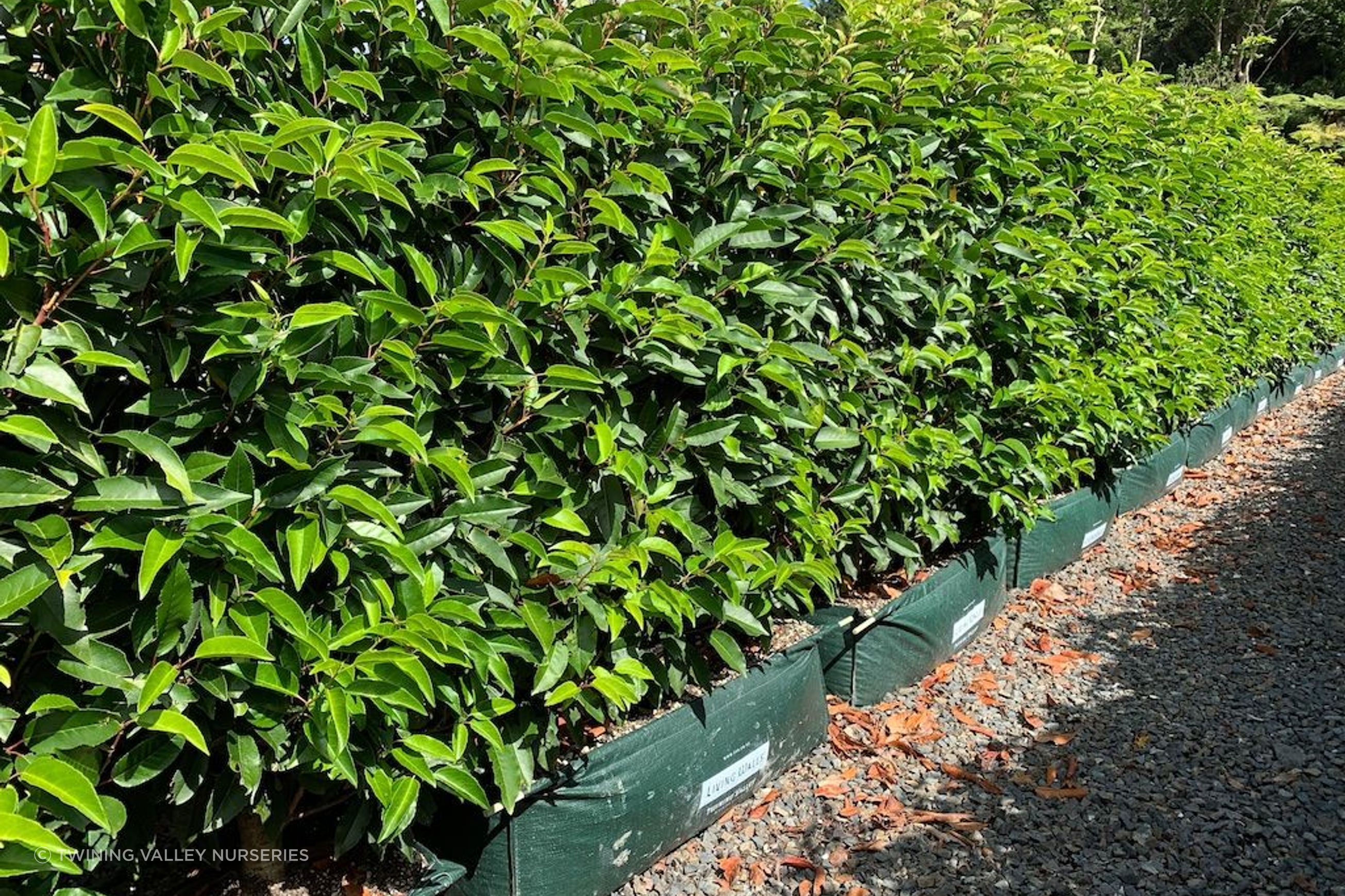 Living Screen™ – tall-growing instant hedge range