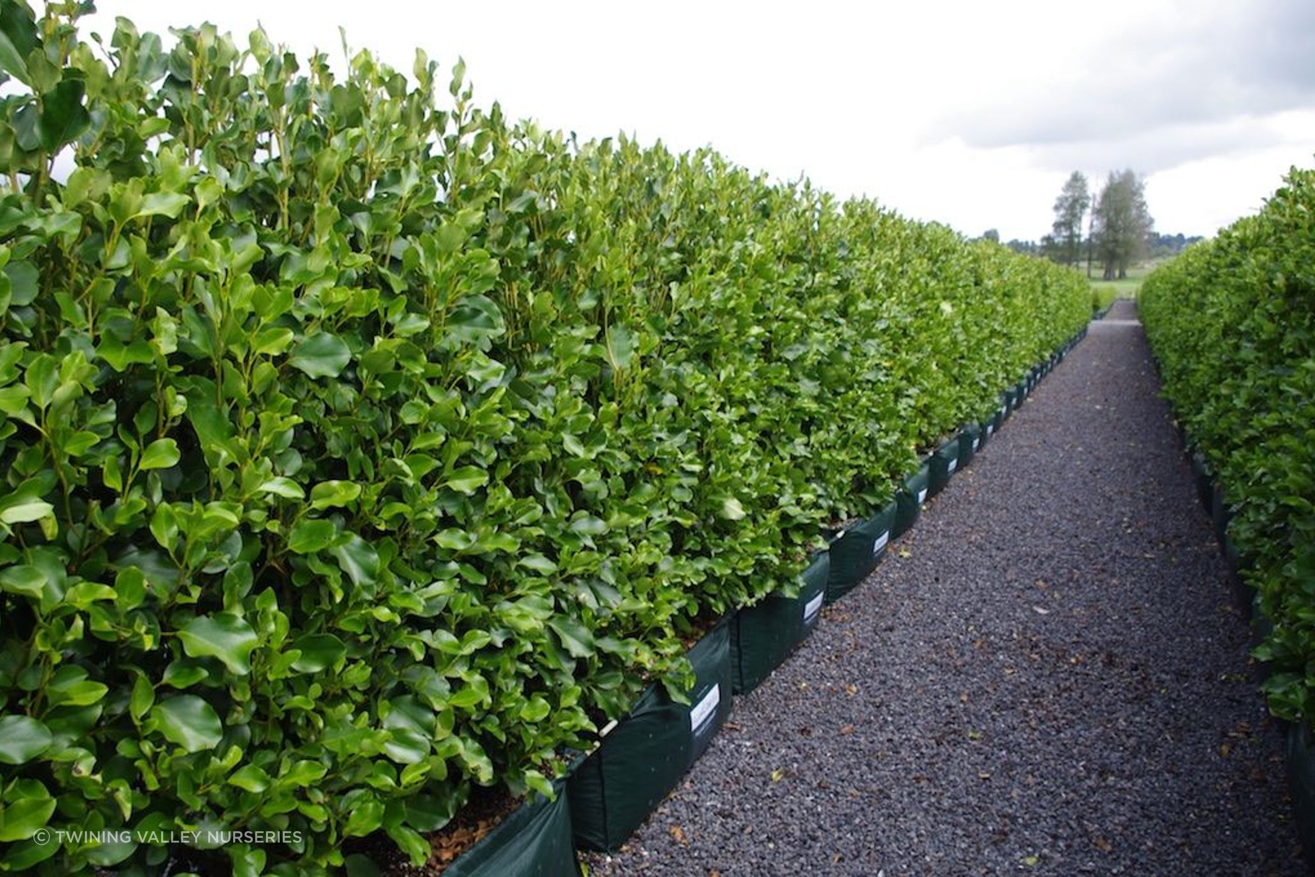 Living Screen™ – tall-growing instant hedge range