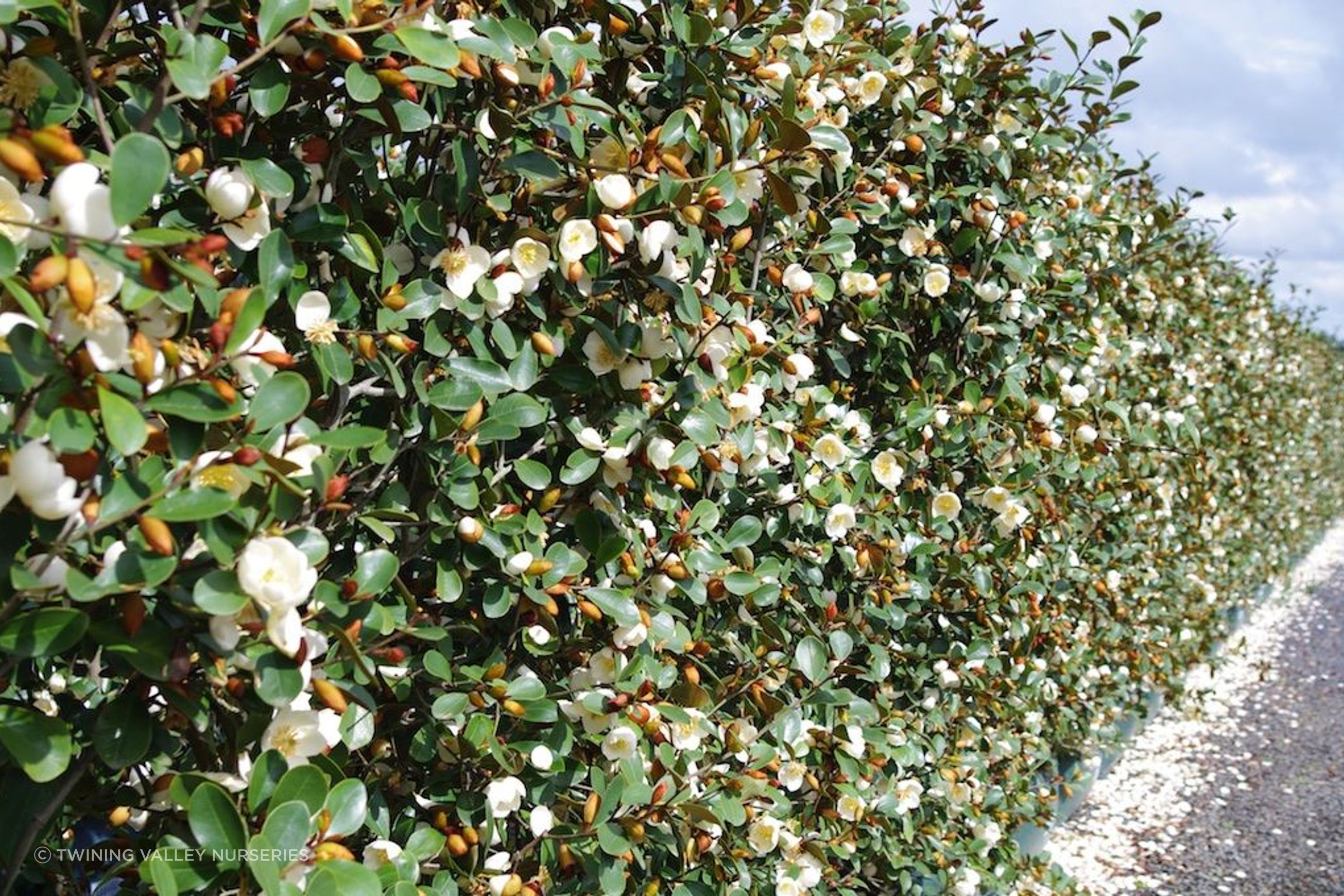 Living Screen™ – tall-growing instant hedge range