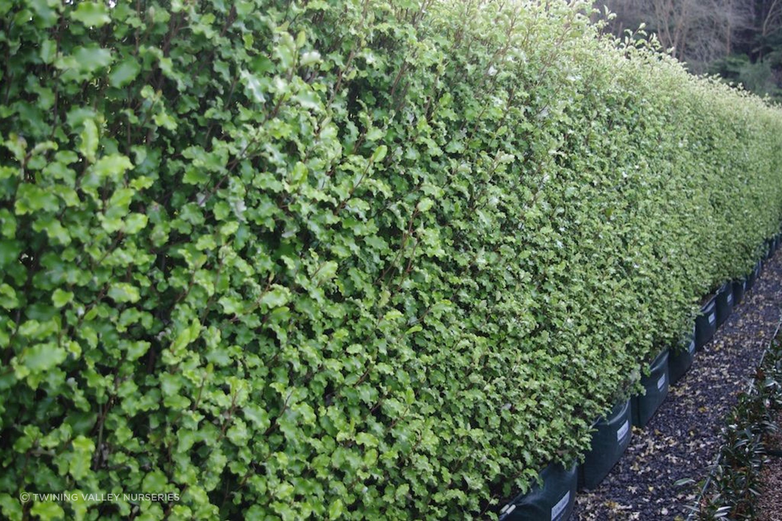 Living Screen™ – tall-growing instant hedge range