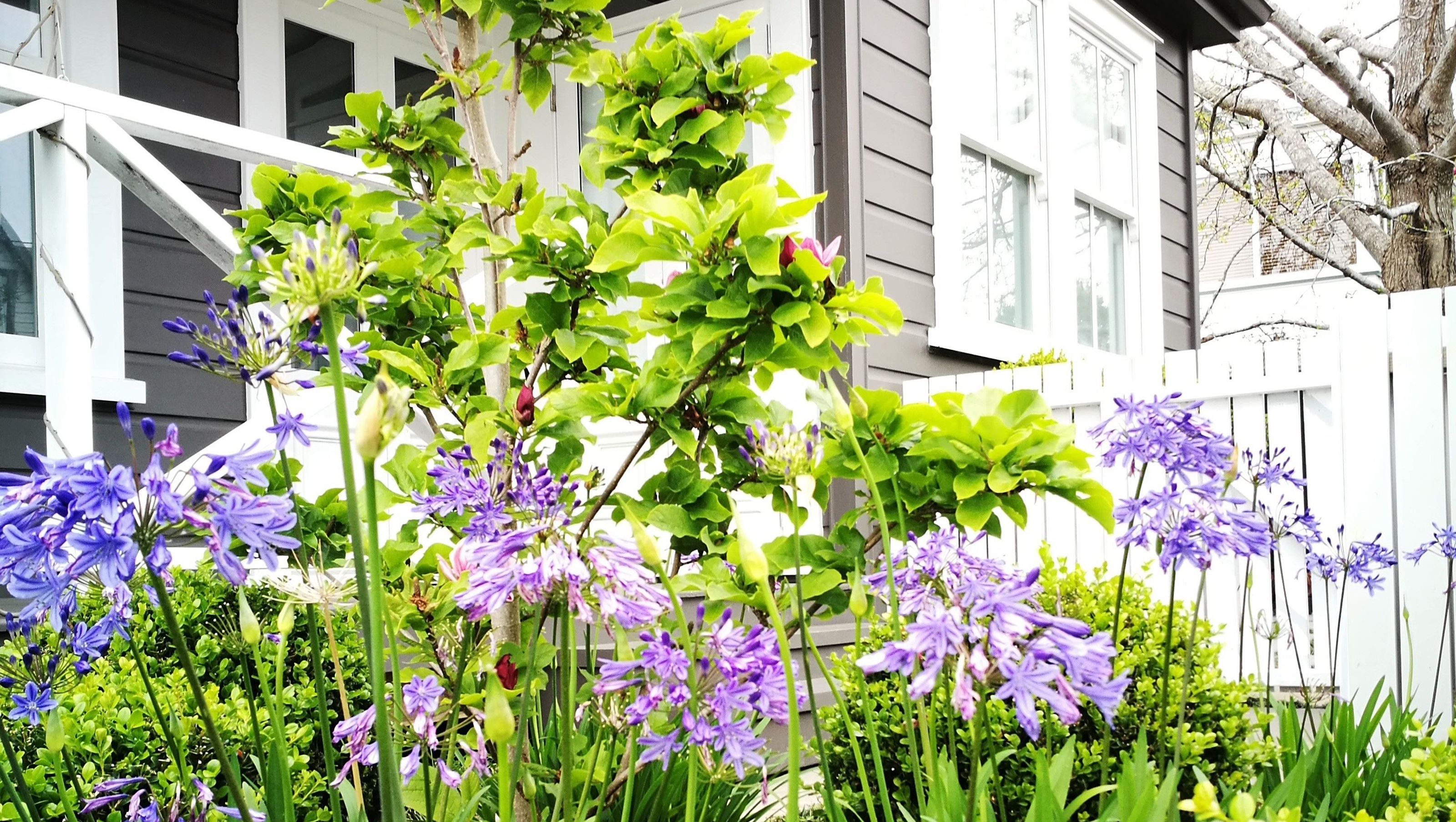 Newmarket Garden