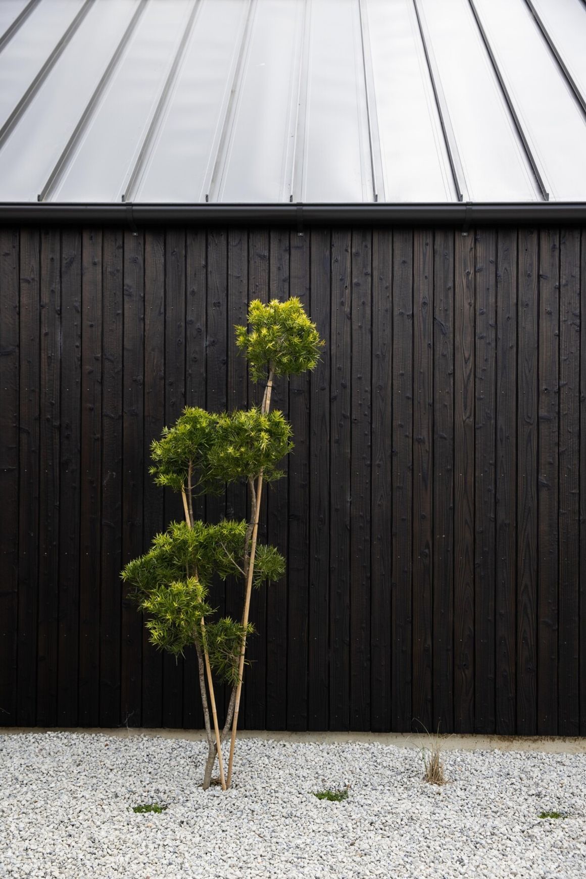 Japanese Cedar Exterior Cladding