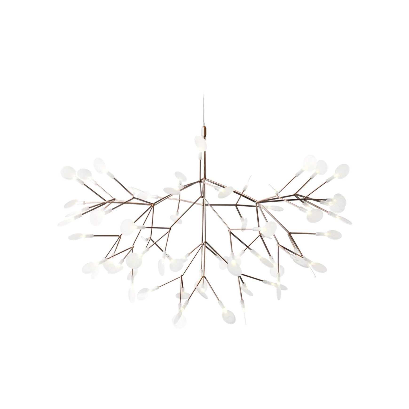 Heracleum III Large
