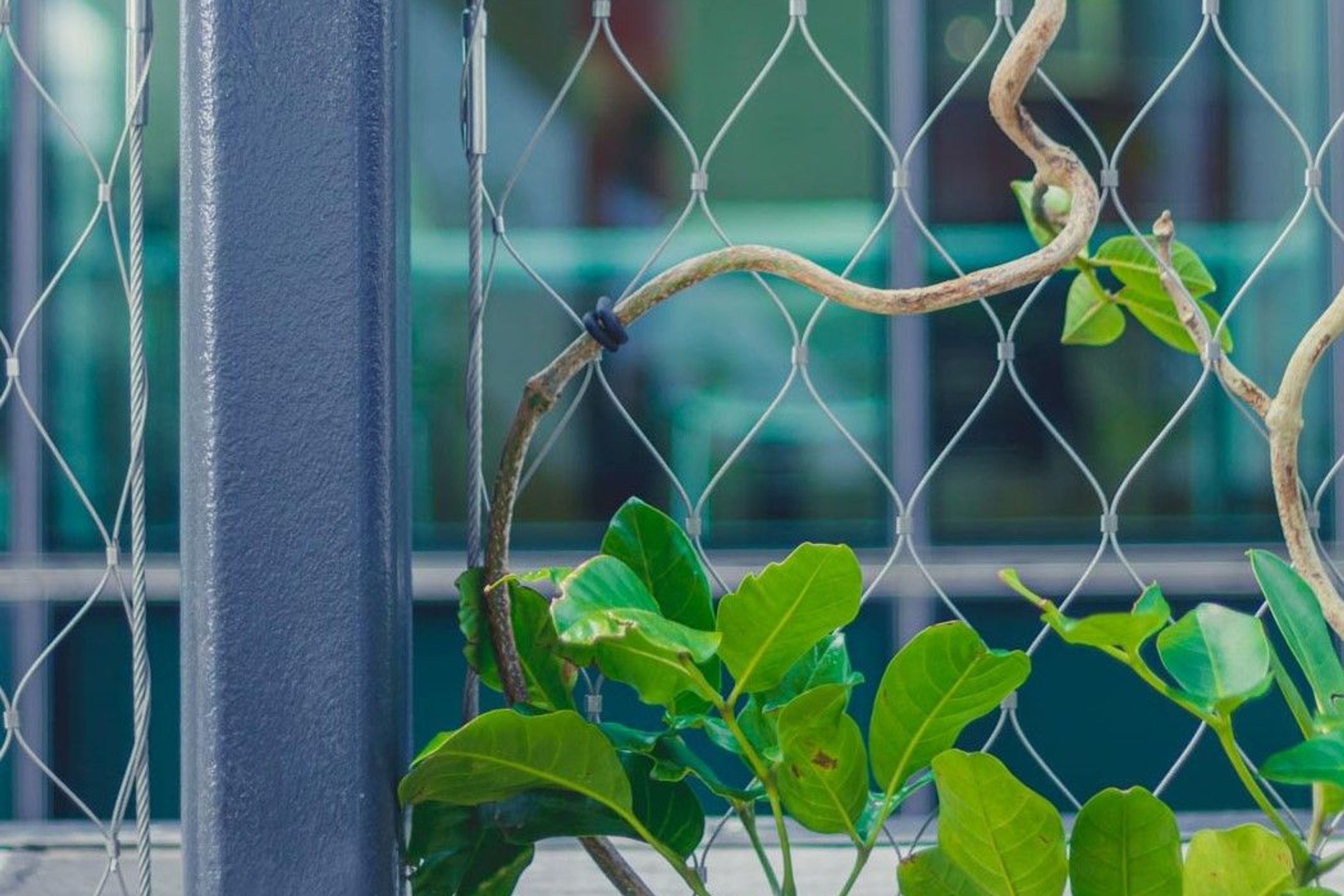 SRS Green Facades | Screens