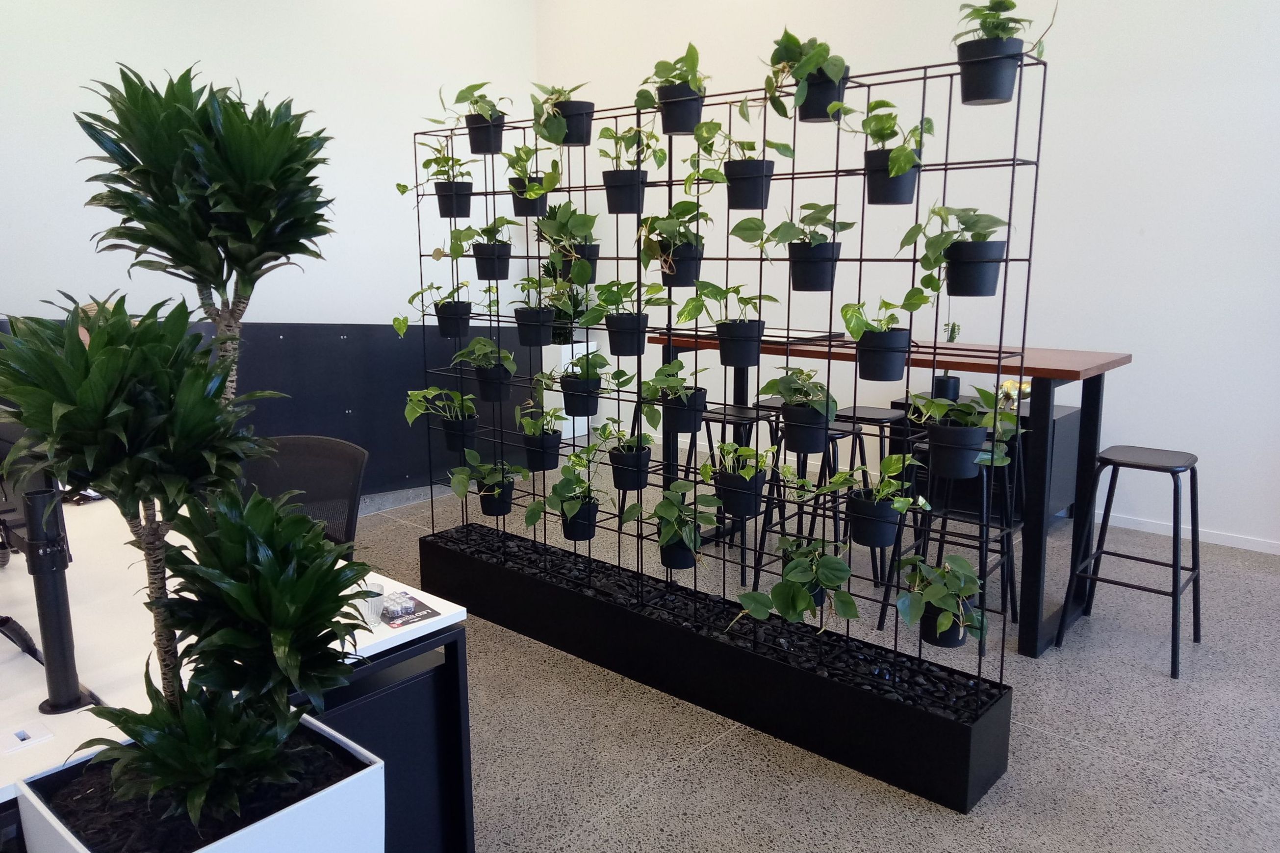 Vertical Live Plant Installations | Hire Plants