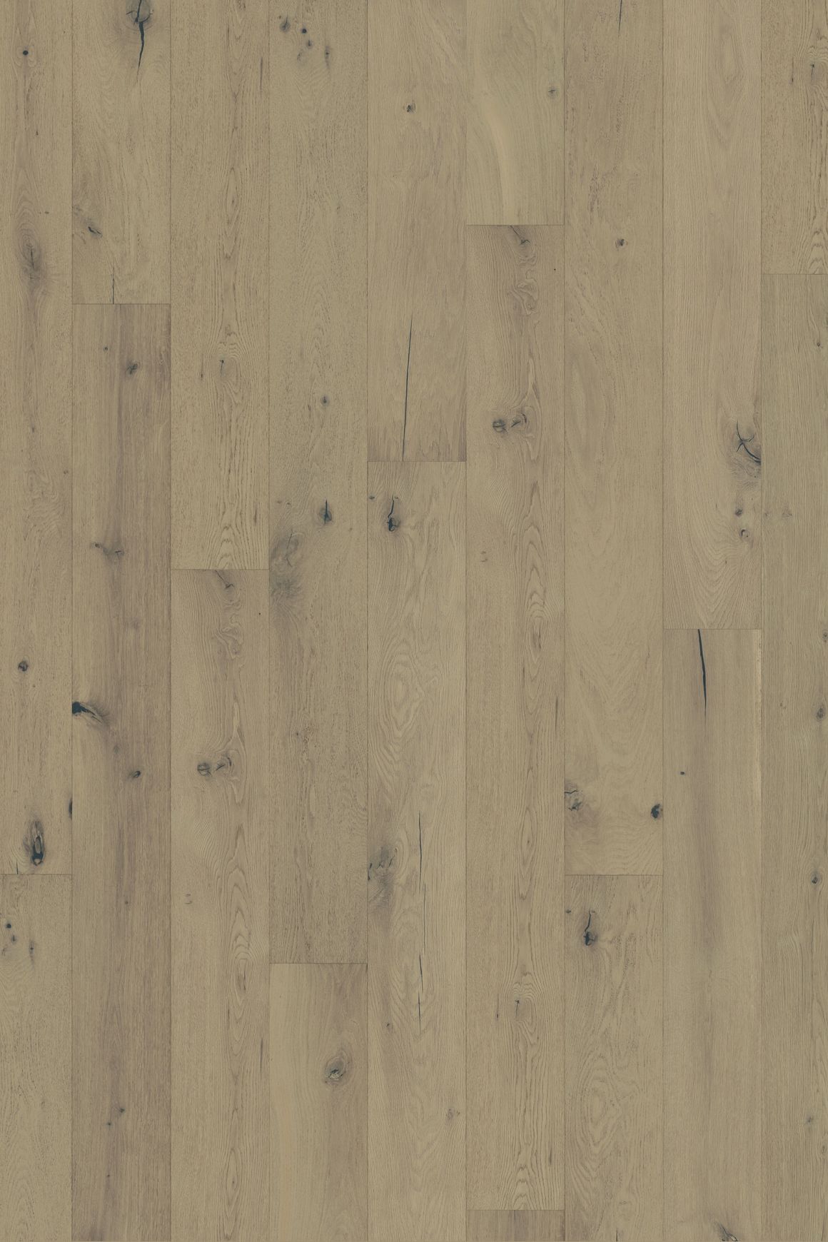 Oak Calm