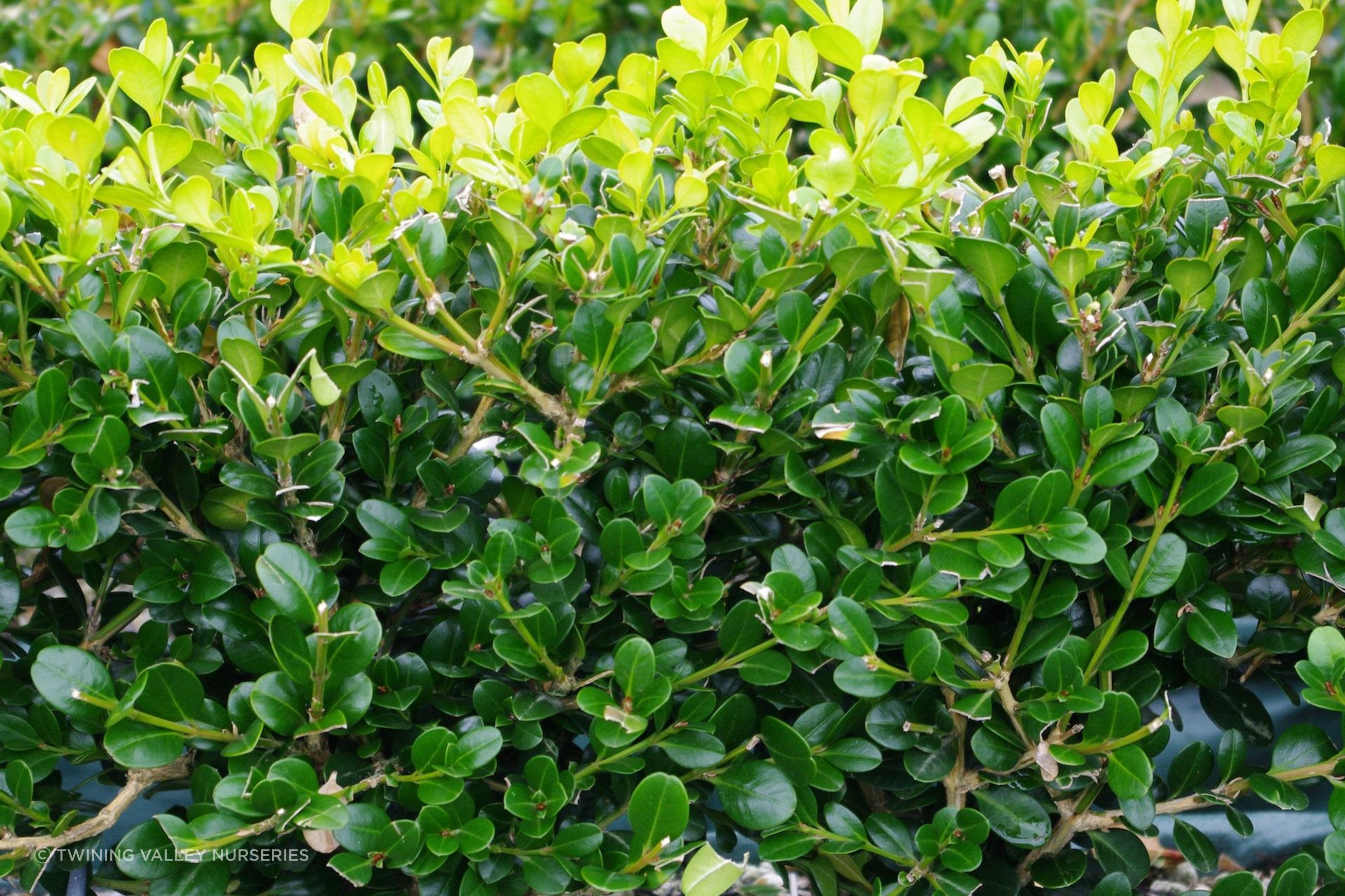 Buxus 'Green Gem' instant hedge (box)