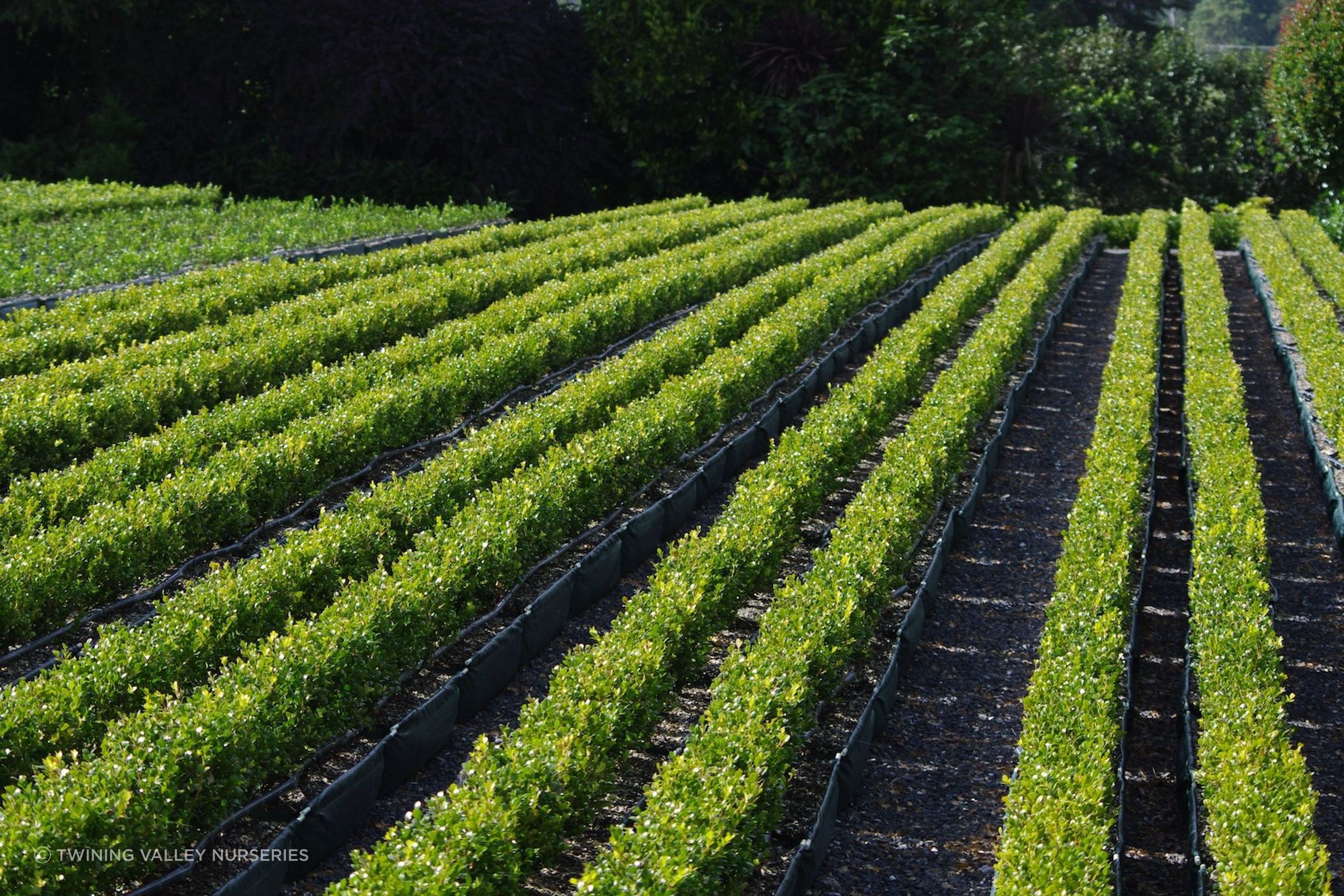 Buxus 'Green Gem' instant hedge (box)