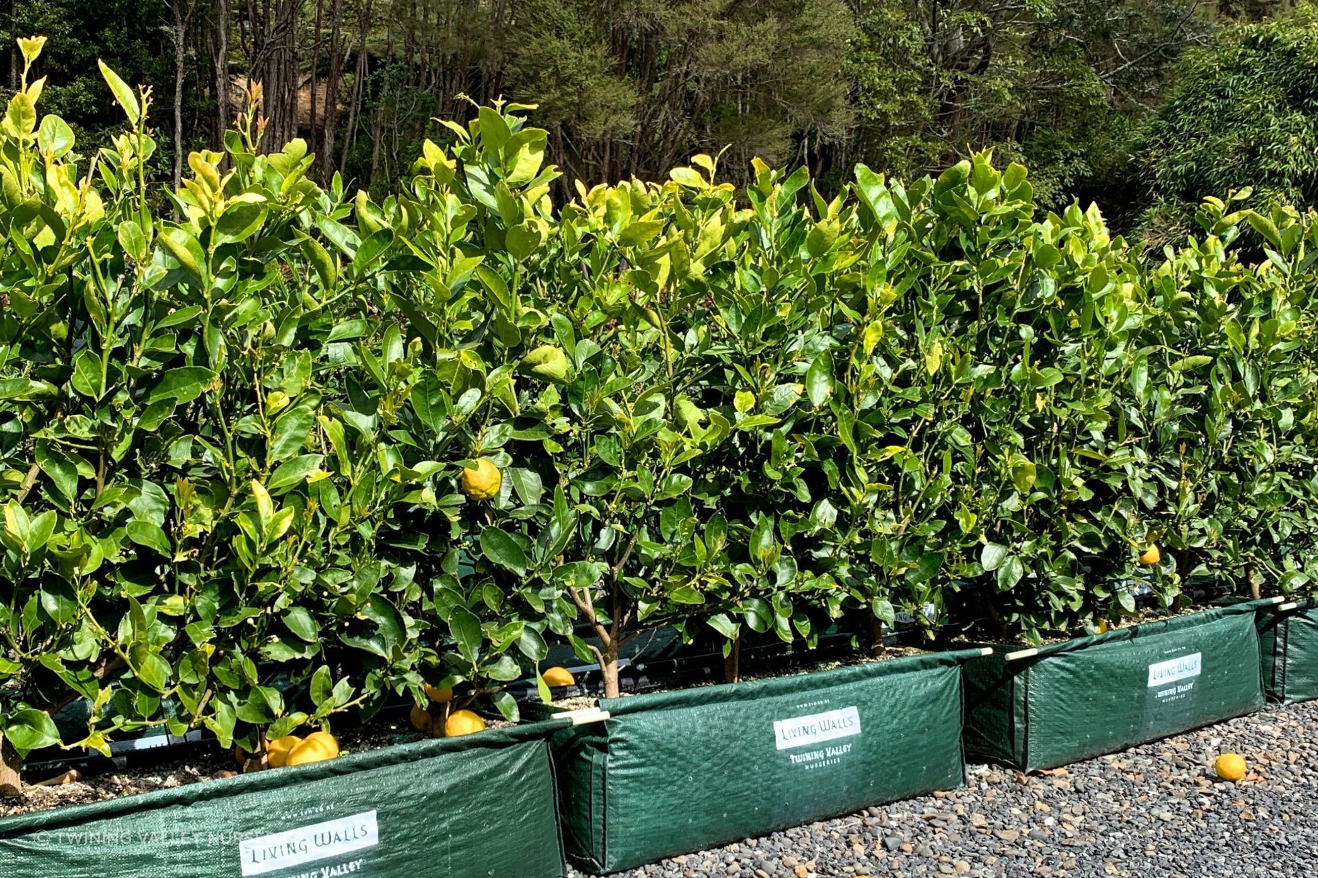 Citrus 'Tahitian Lime' instant hedge