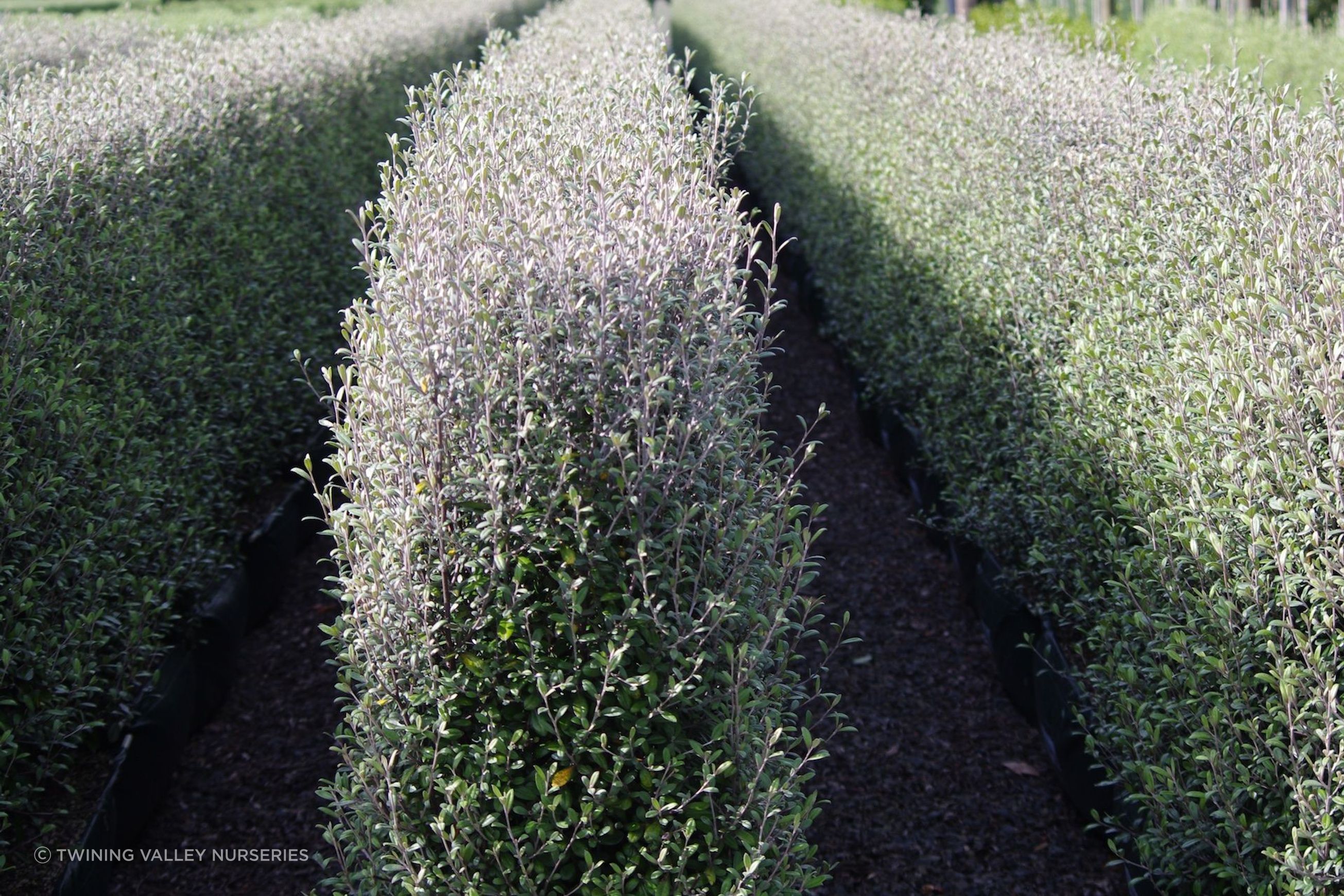 Corokia  'Frosted Chocolate' instant hedge