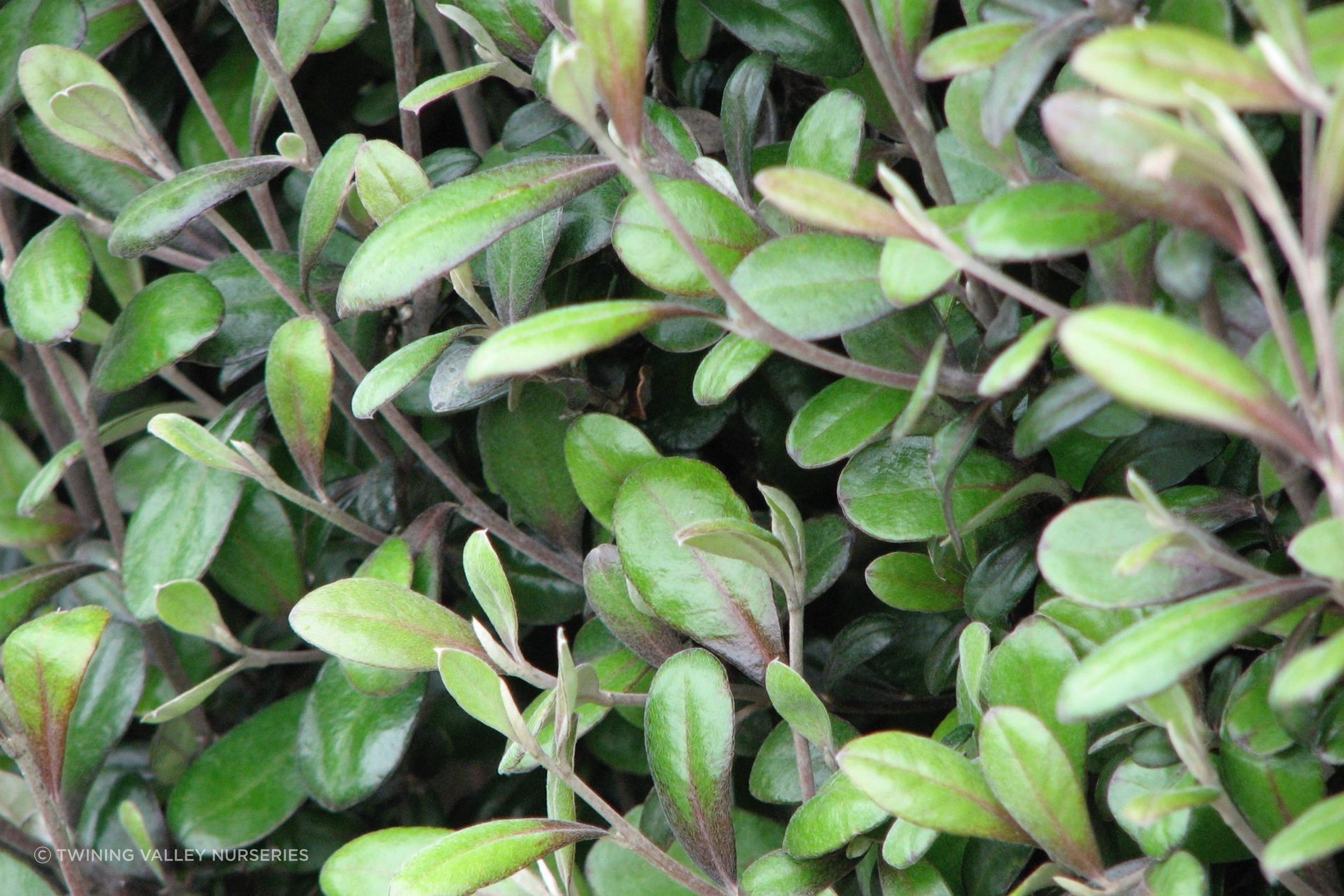 Corokia  'Frosted Chocolate' instant hedge