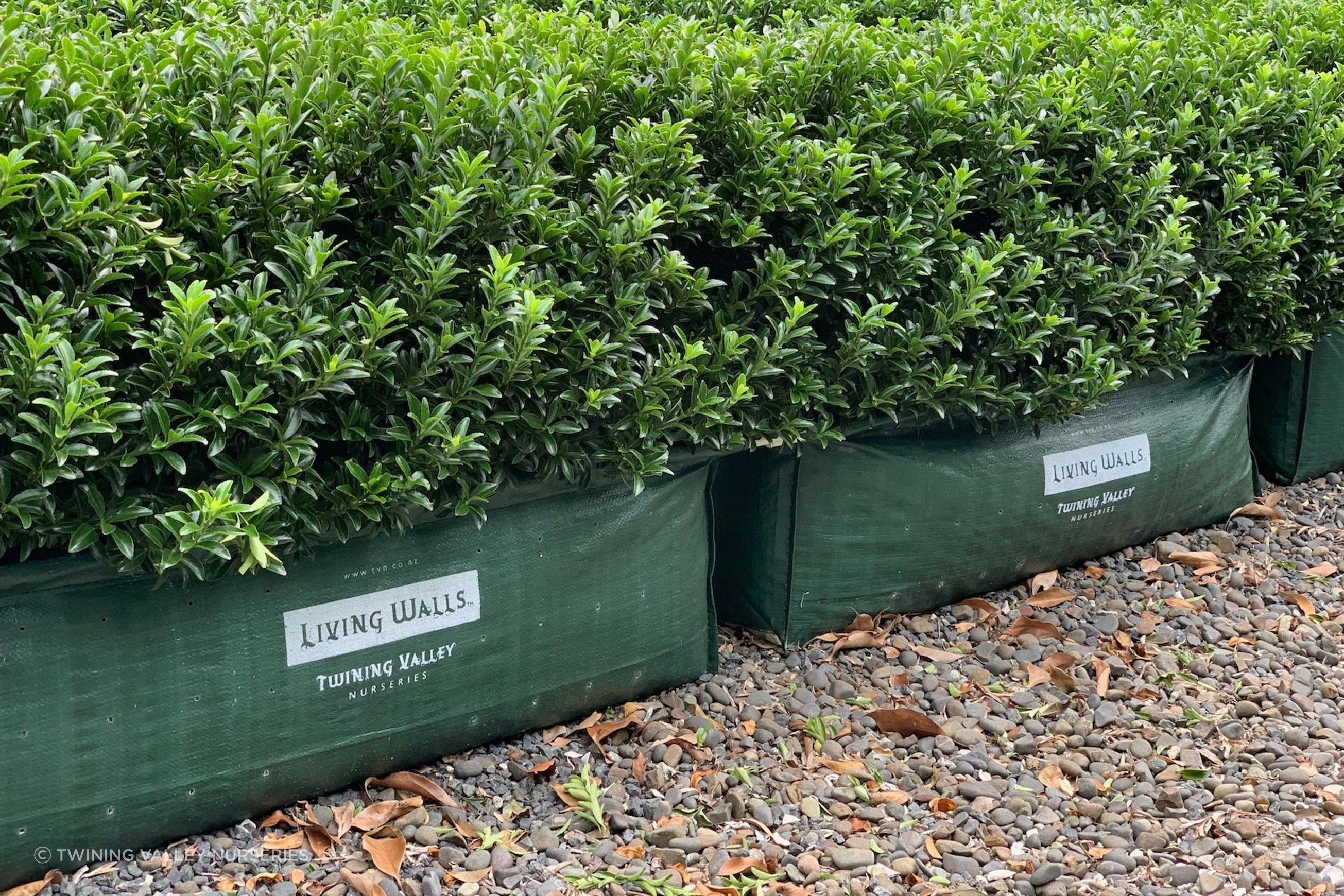 Euonymus ‘Emerald Gem’ instant hedge