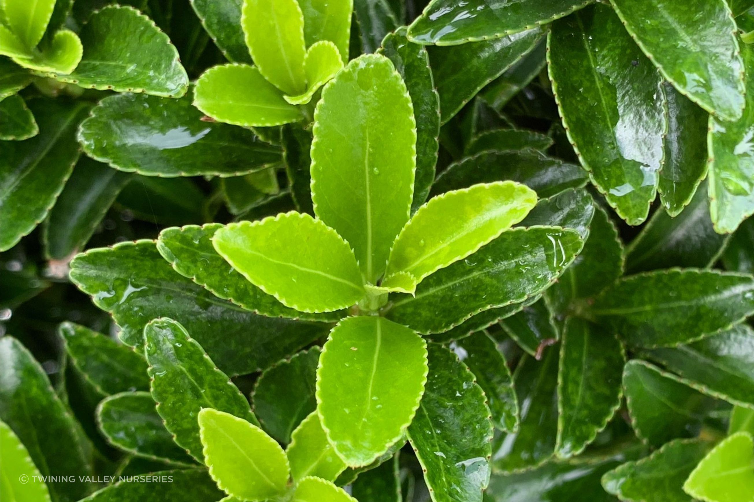 Euonymus ‘Emerald Gem’ instant hedge