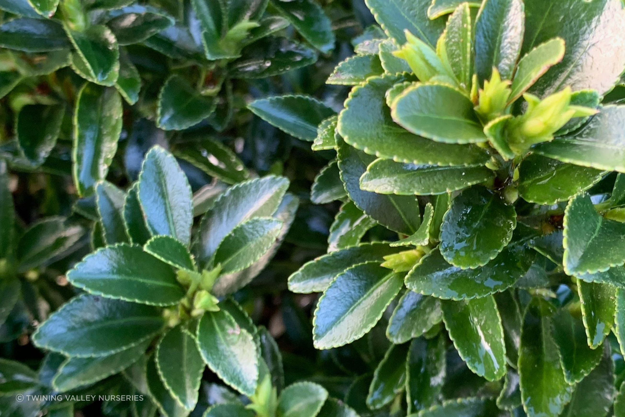 Euonymus ‘Emerald Gem’ instant hedge