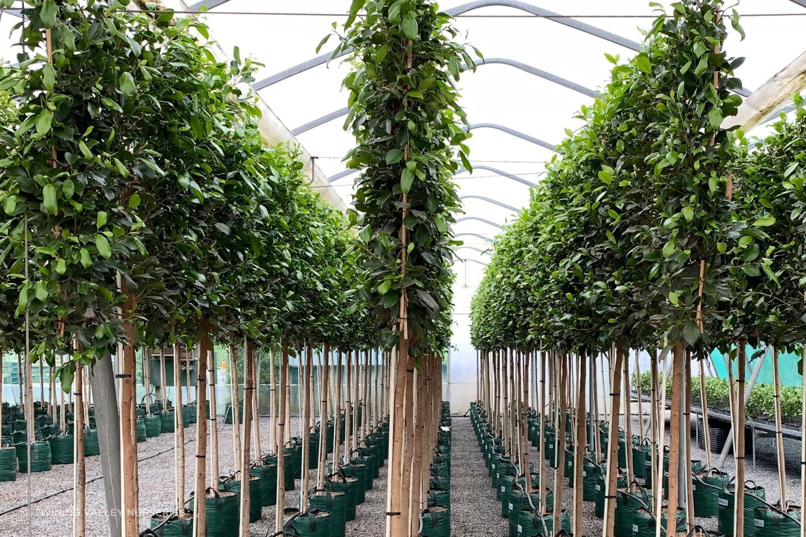 Pleached Screen – instant screening above a clear stem