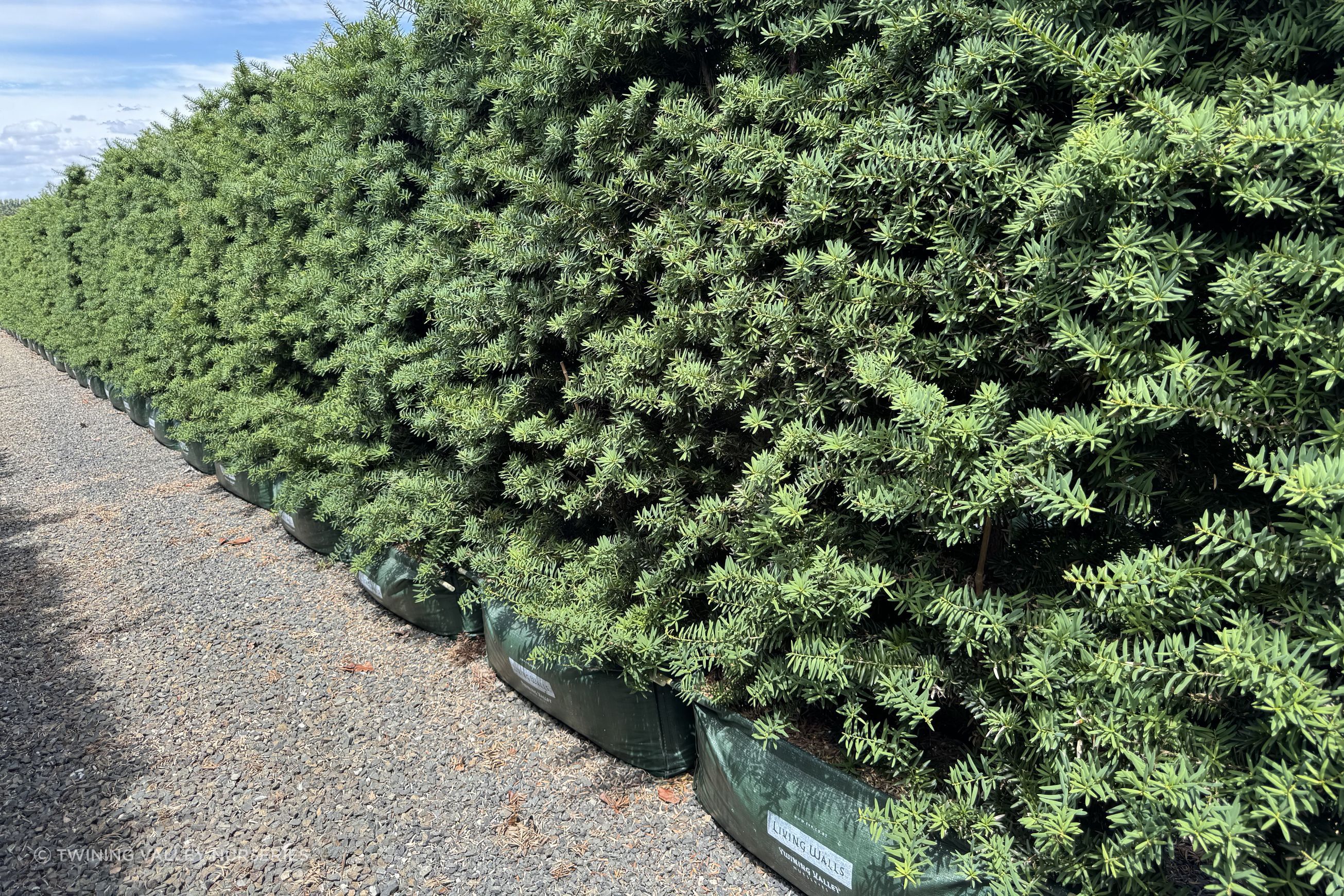Podocarpus 'Ardmore Green' instant hedge (Green Totara)