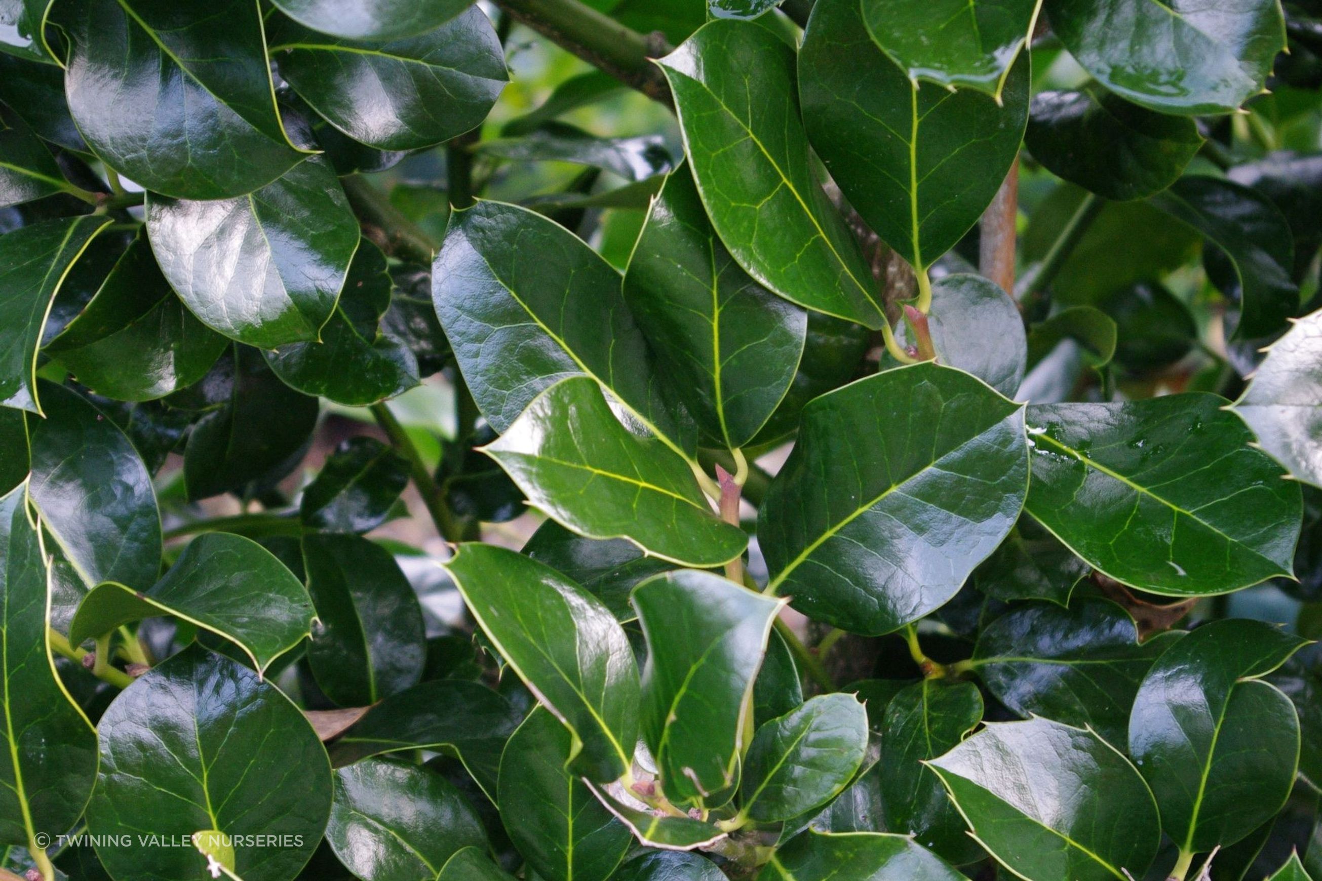 Ilex ‘Hendersonii’ instant hedge