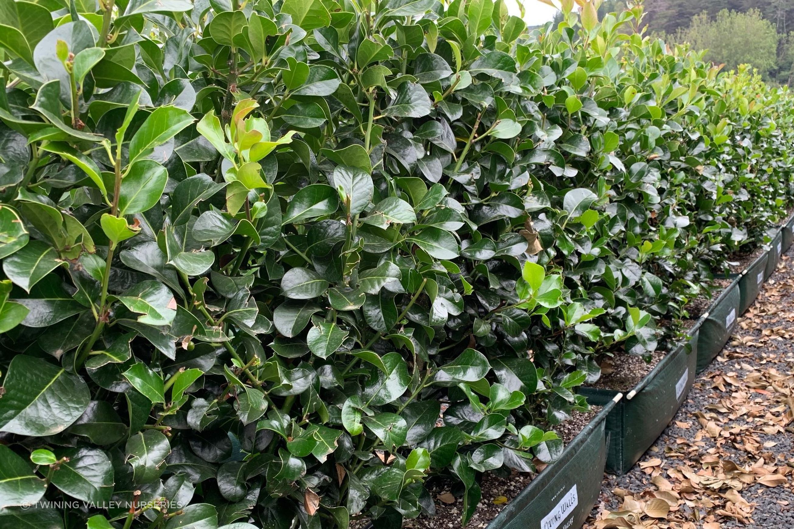 Ilex ‘Hendersonii’ instant hedge