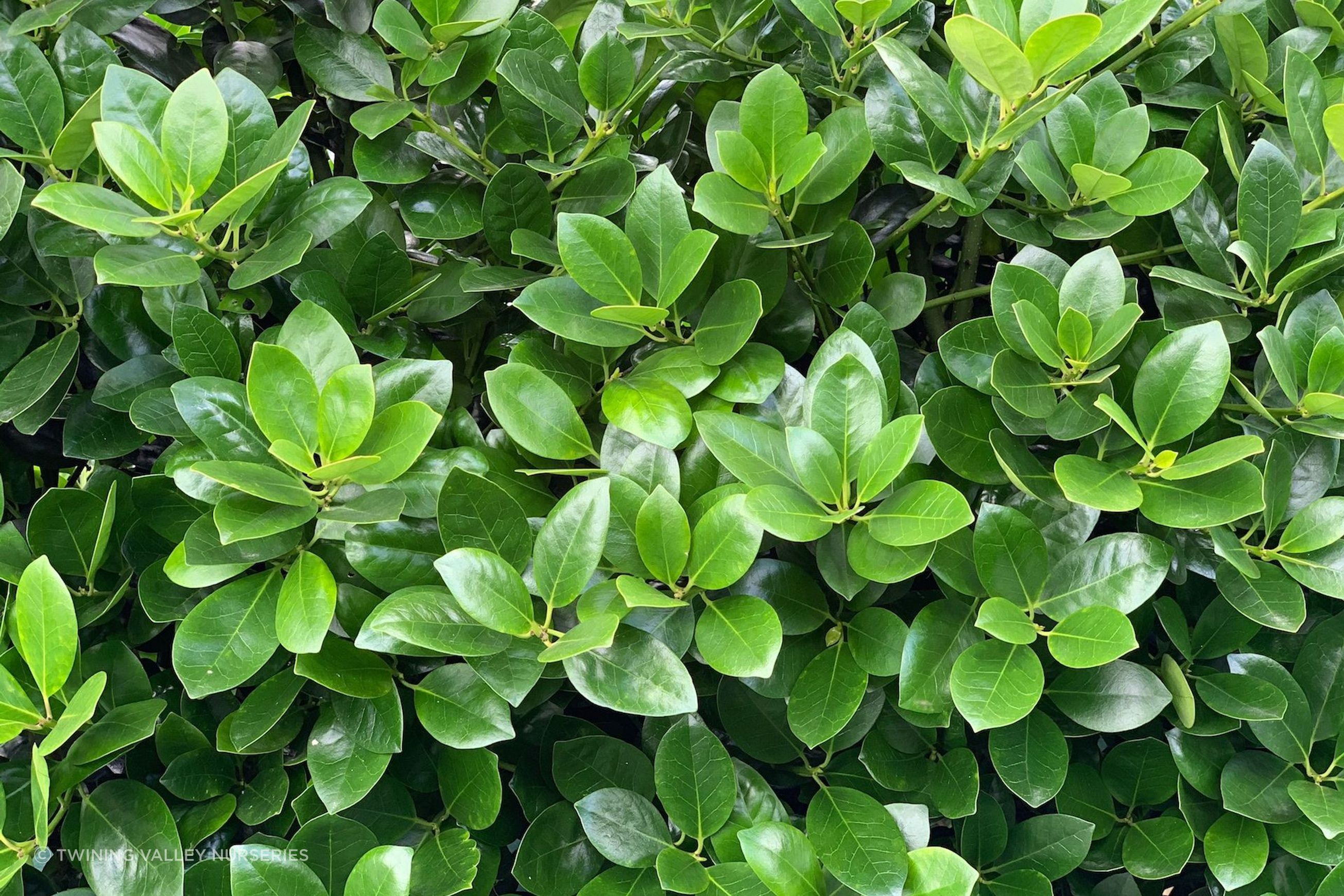 Ilex Largo instant hedge