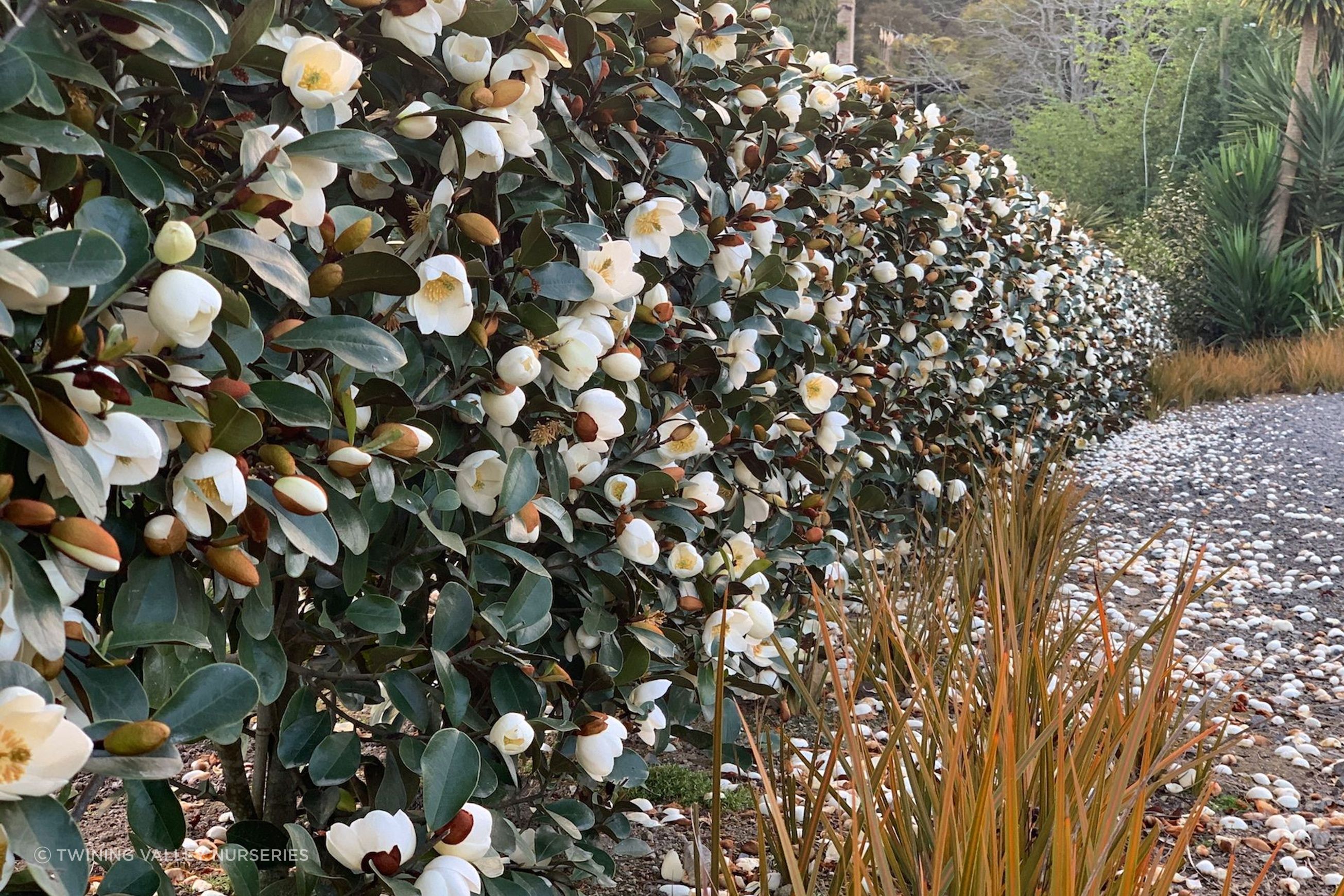 Michelia gracipes instant hedge