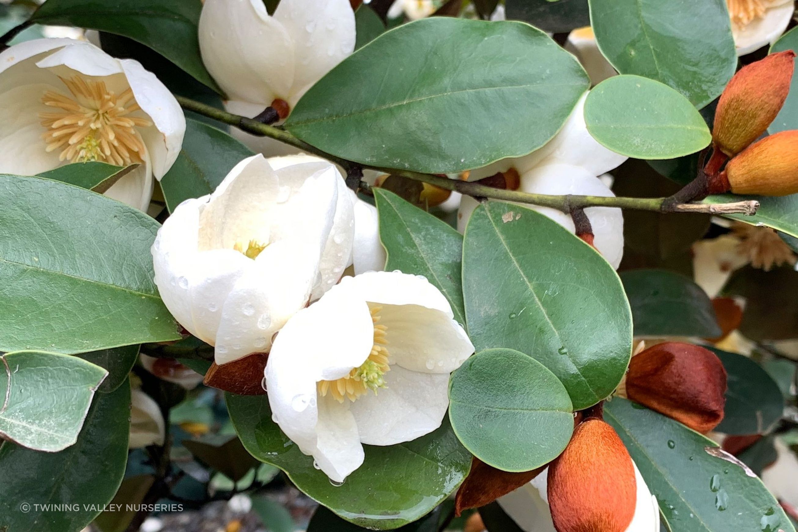Michelia gracipes instant hedge