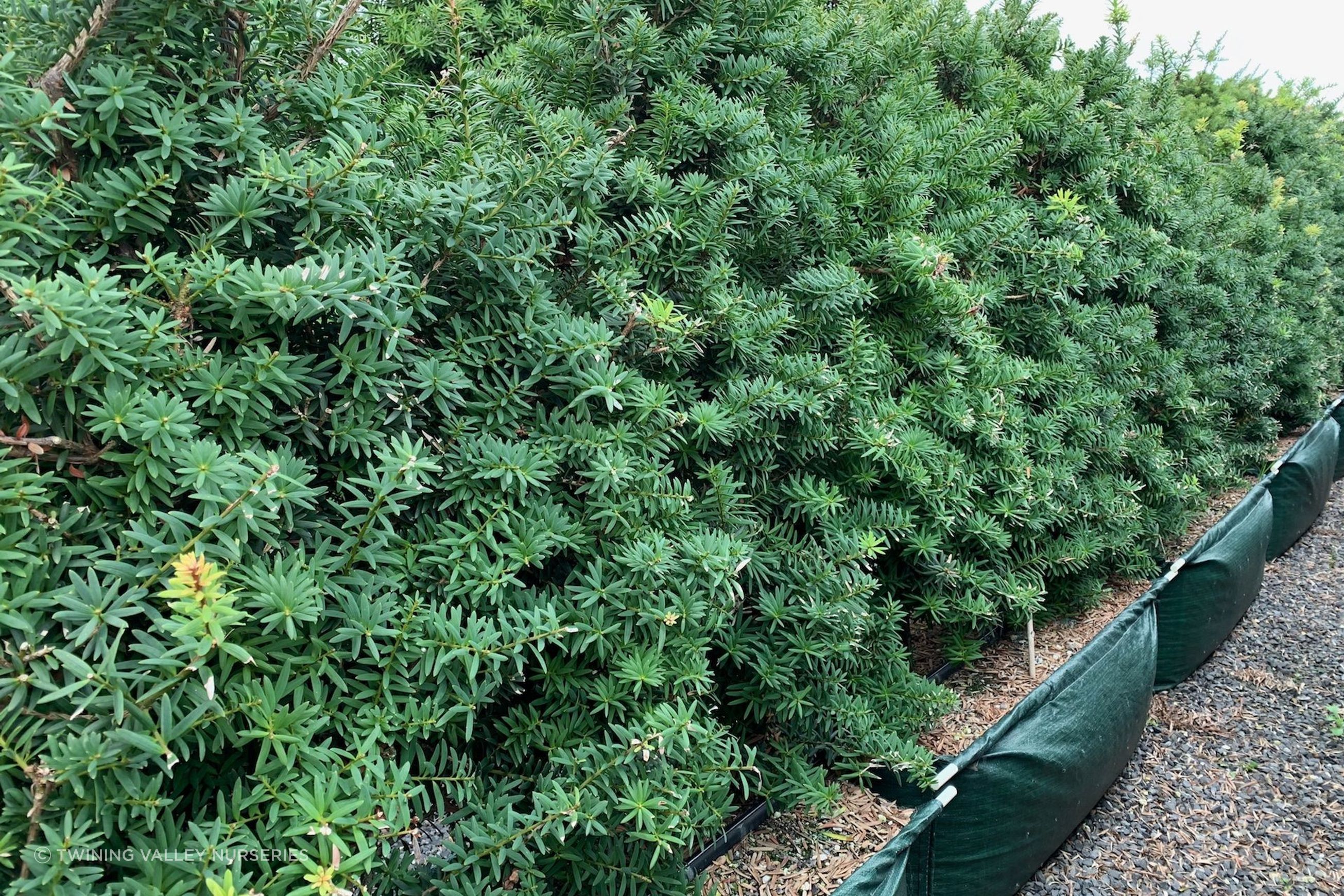 Podocarpus 'Ardmore Green' instant hedge (Green Totara)