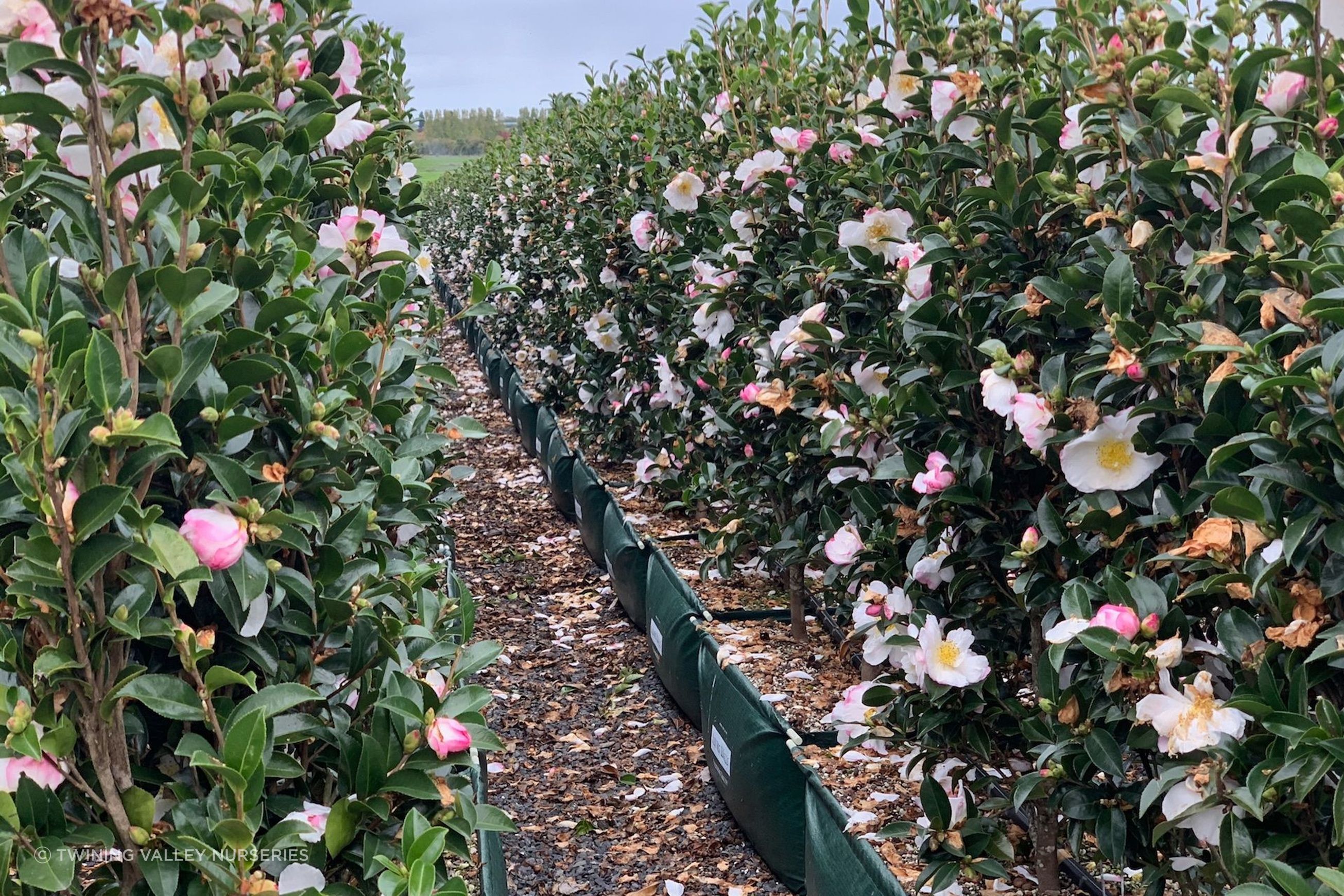 Camellia 'Paradise Venessa' instant hedge