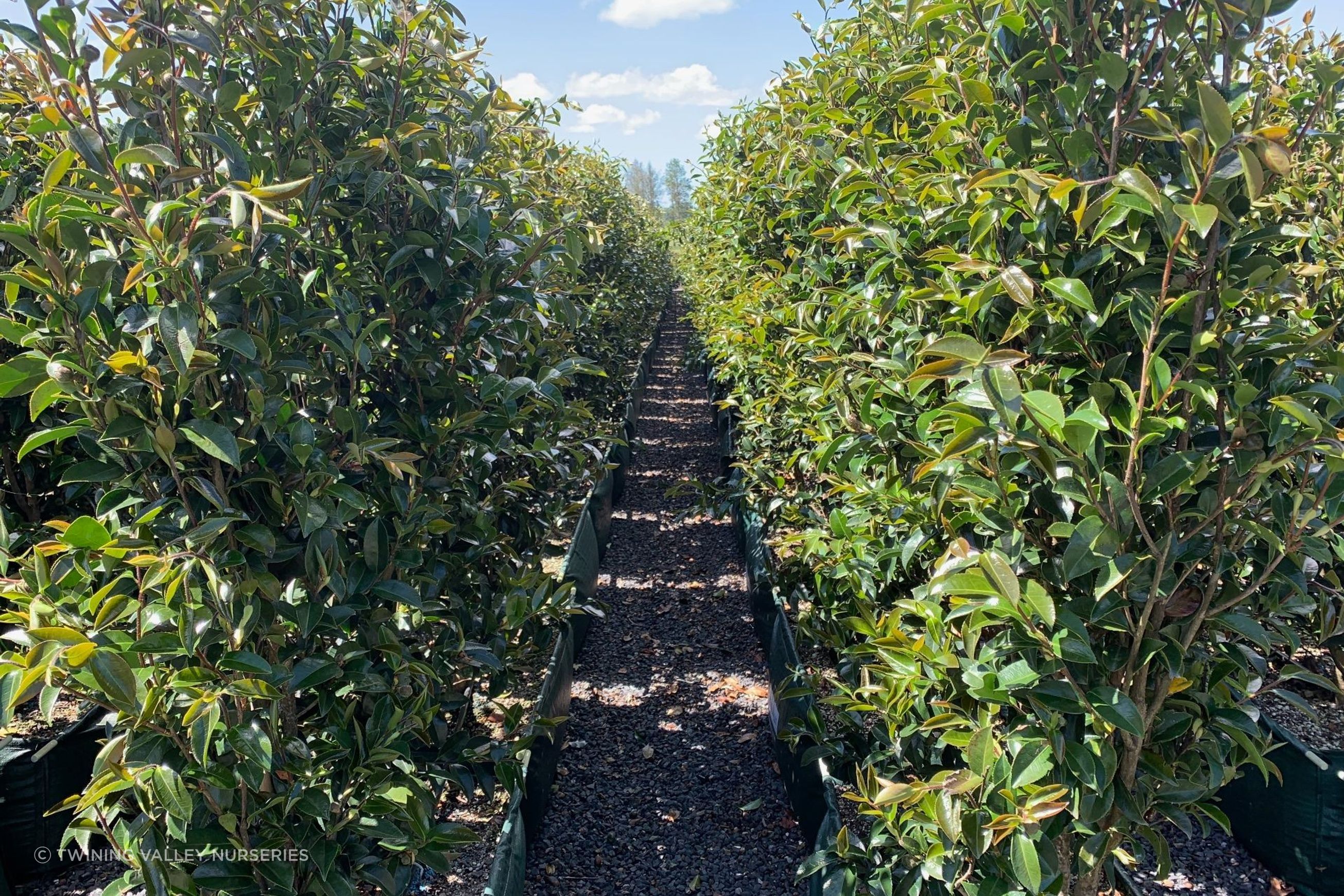 Camellia 'Paradise Venessa' instant hedge